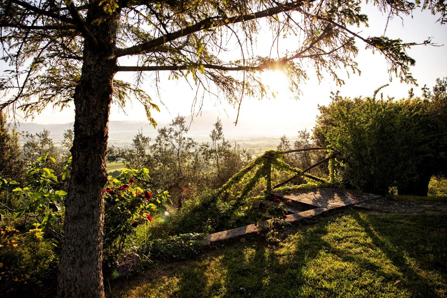 Garden in Il Poggio degli Olivi