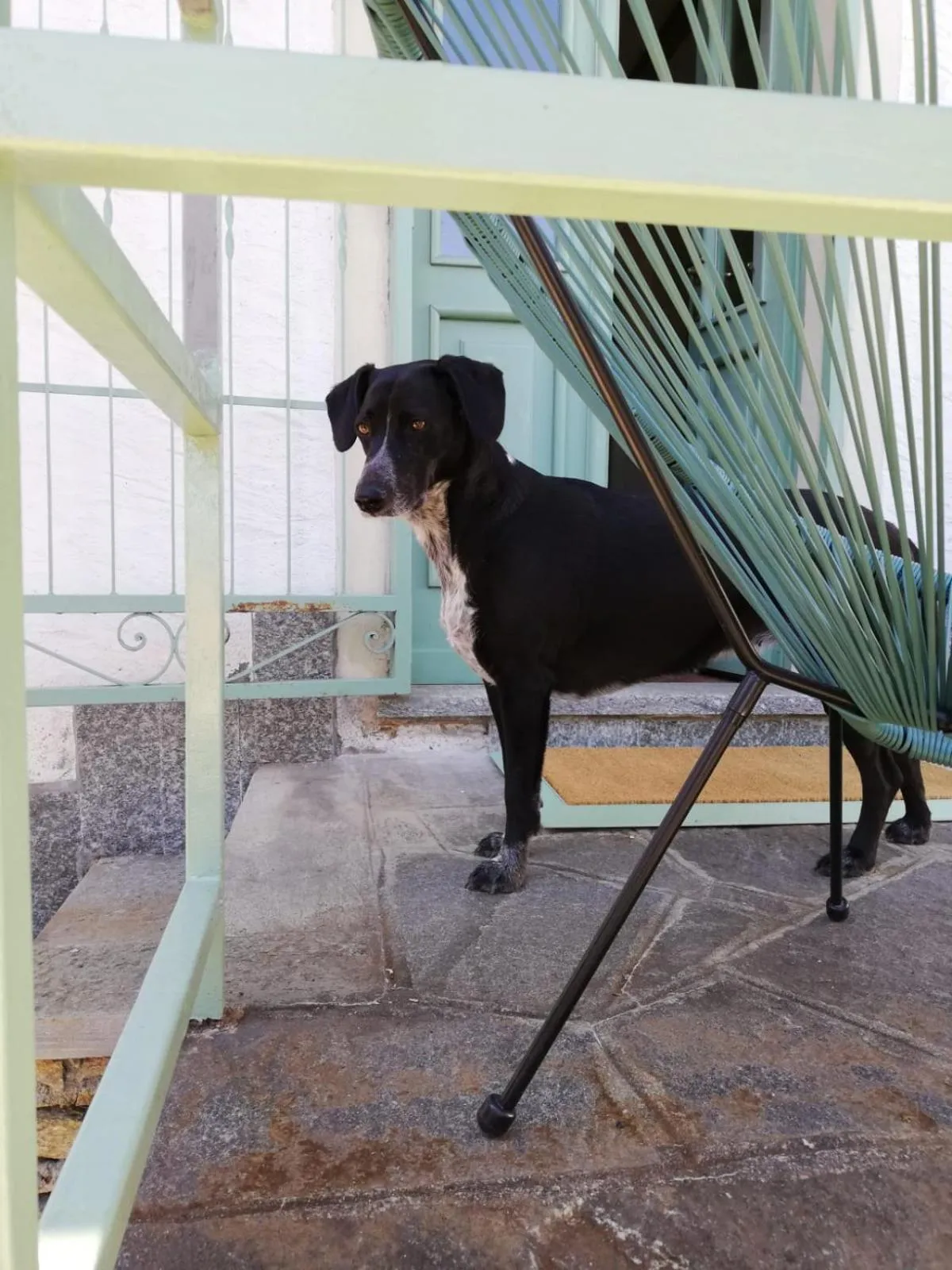 Animals in B&B Il Poggiolo