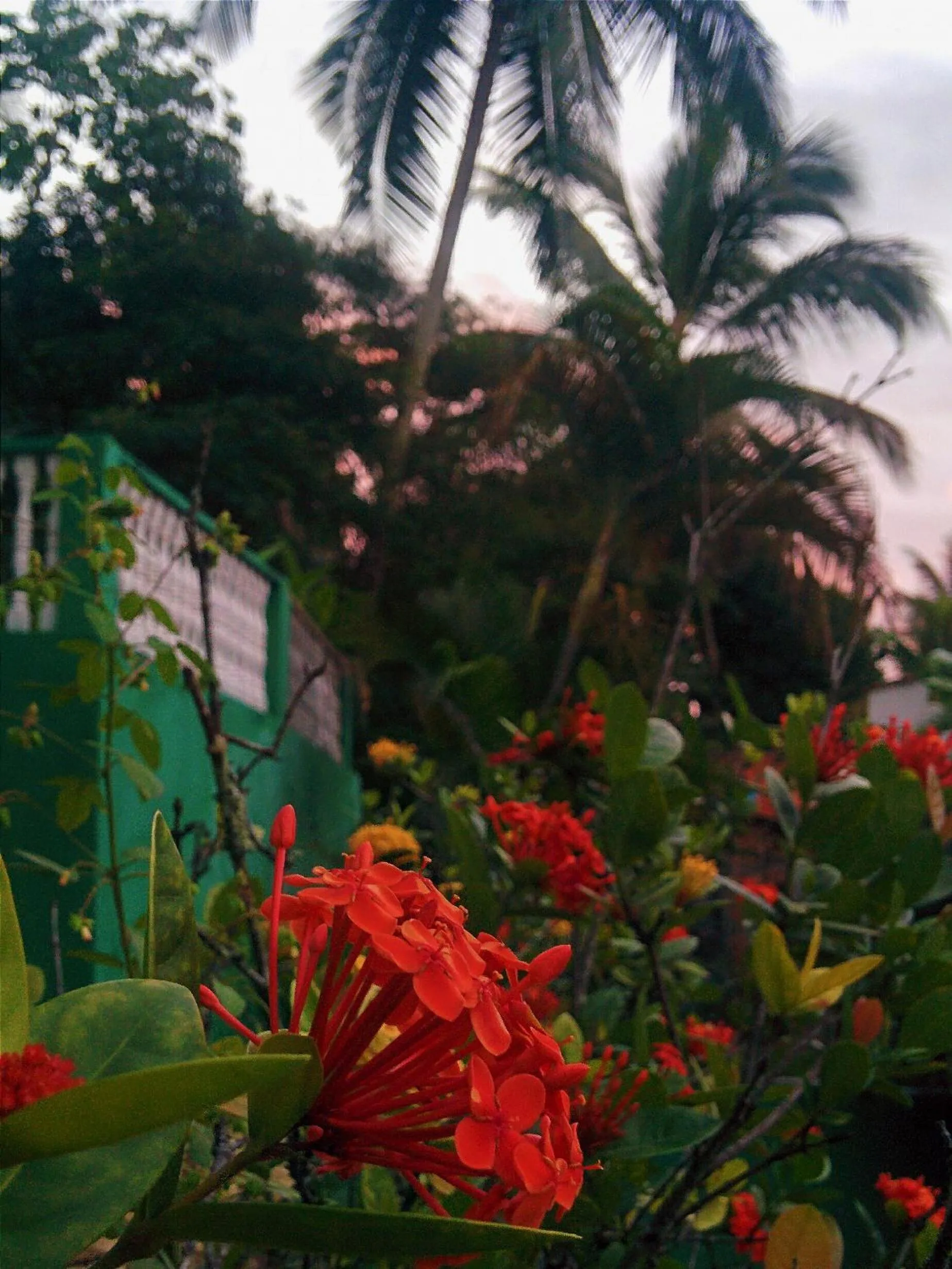 Garden in Pousada Bicho Preguiça