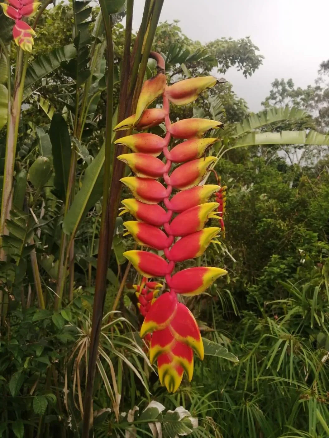 Garden in Ocean Forest Ecolodge
