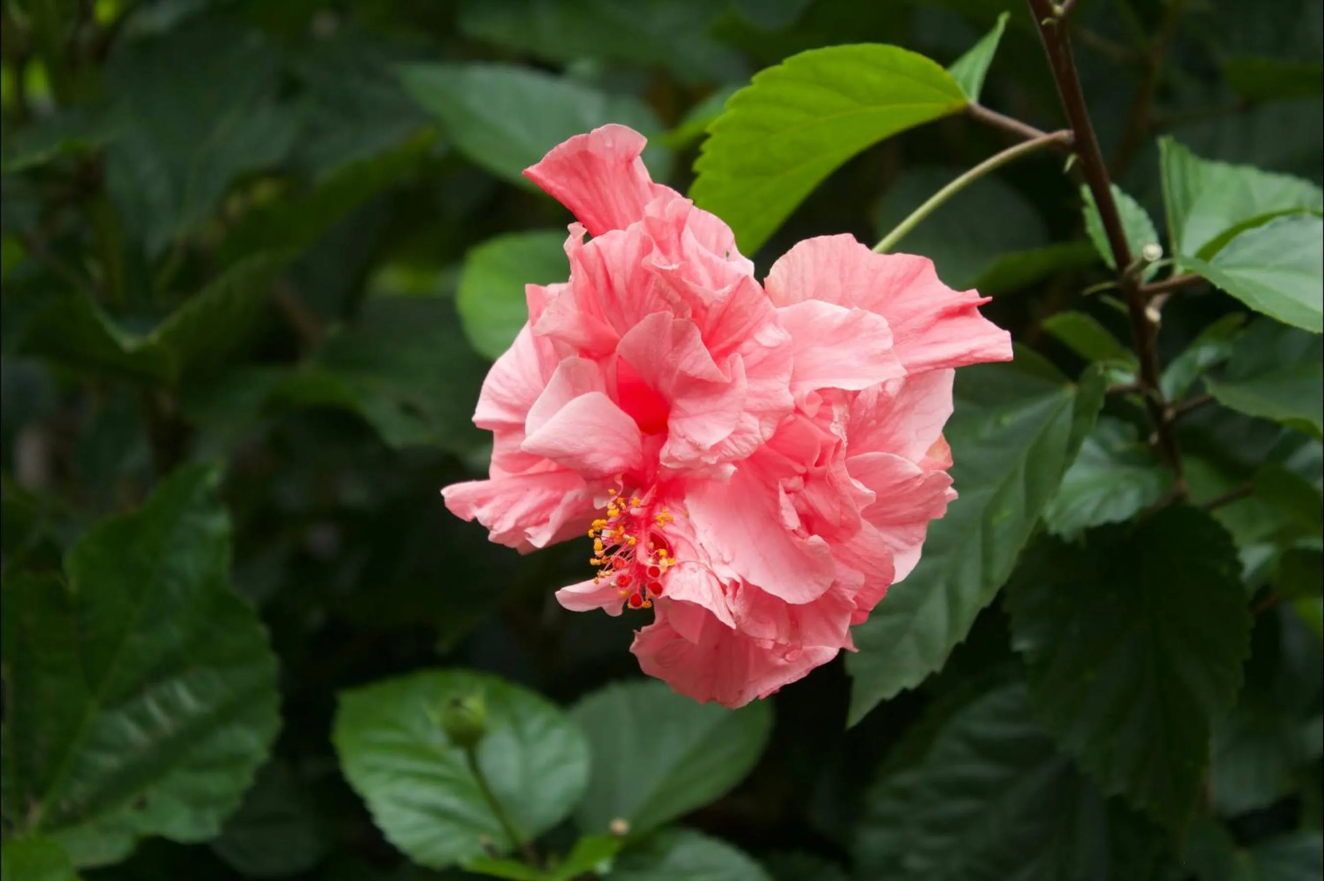 Garden in Hotel Ladera