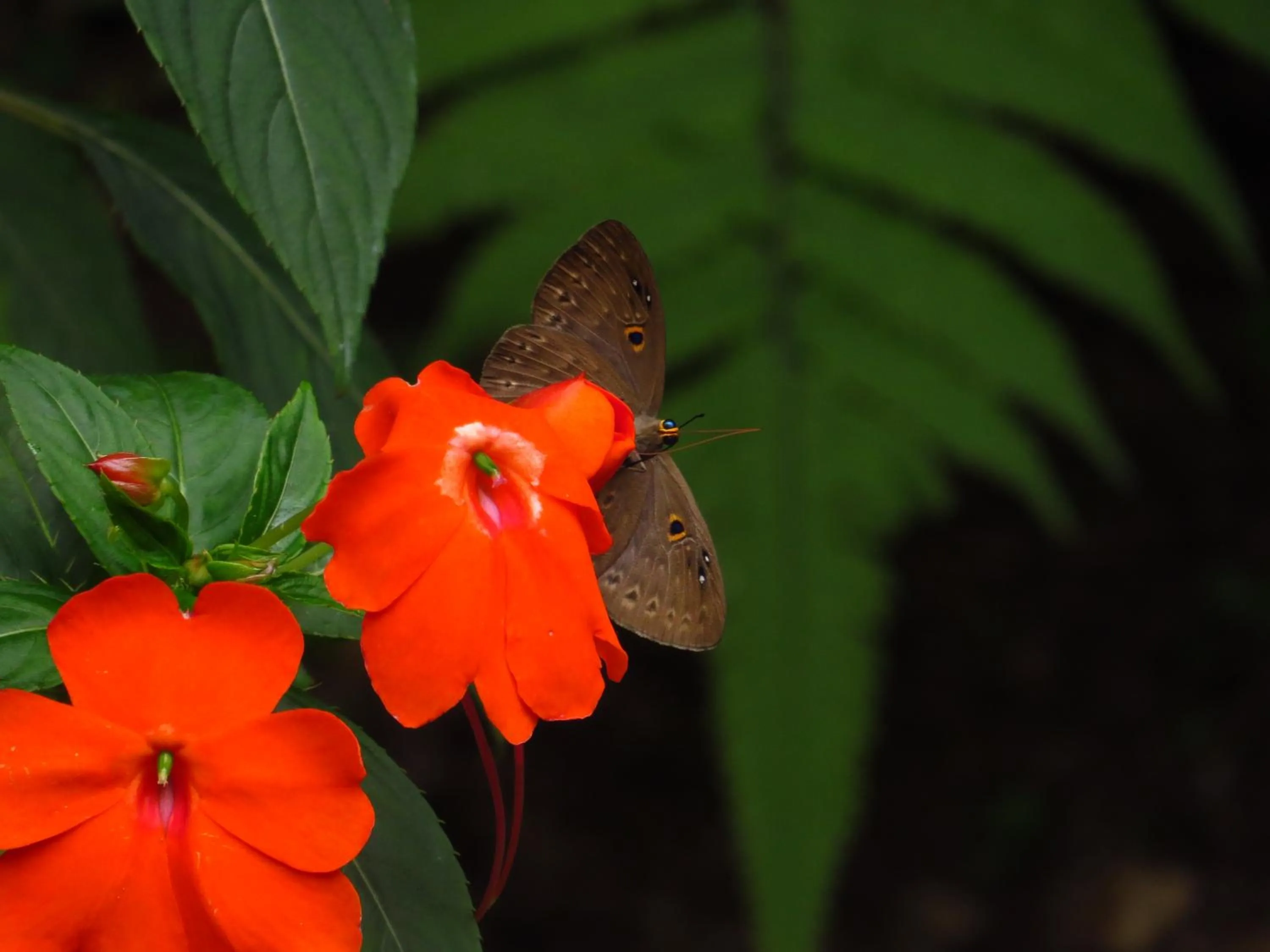 Garden in Hotel Ladera