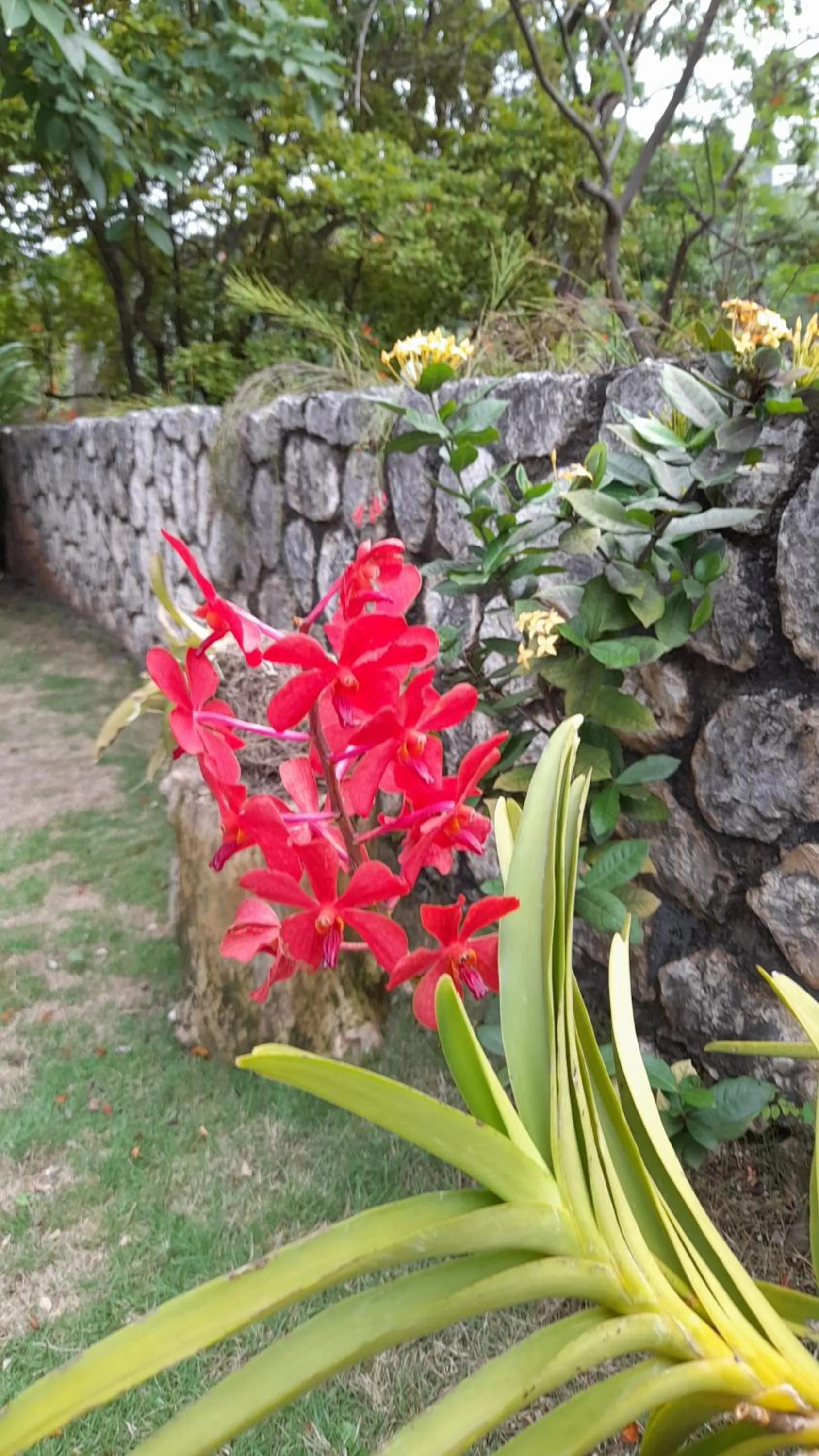 Garden in Neita's Nest
