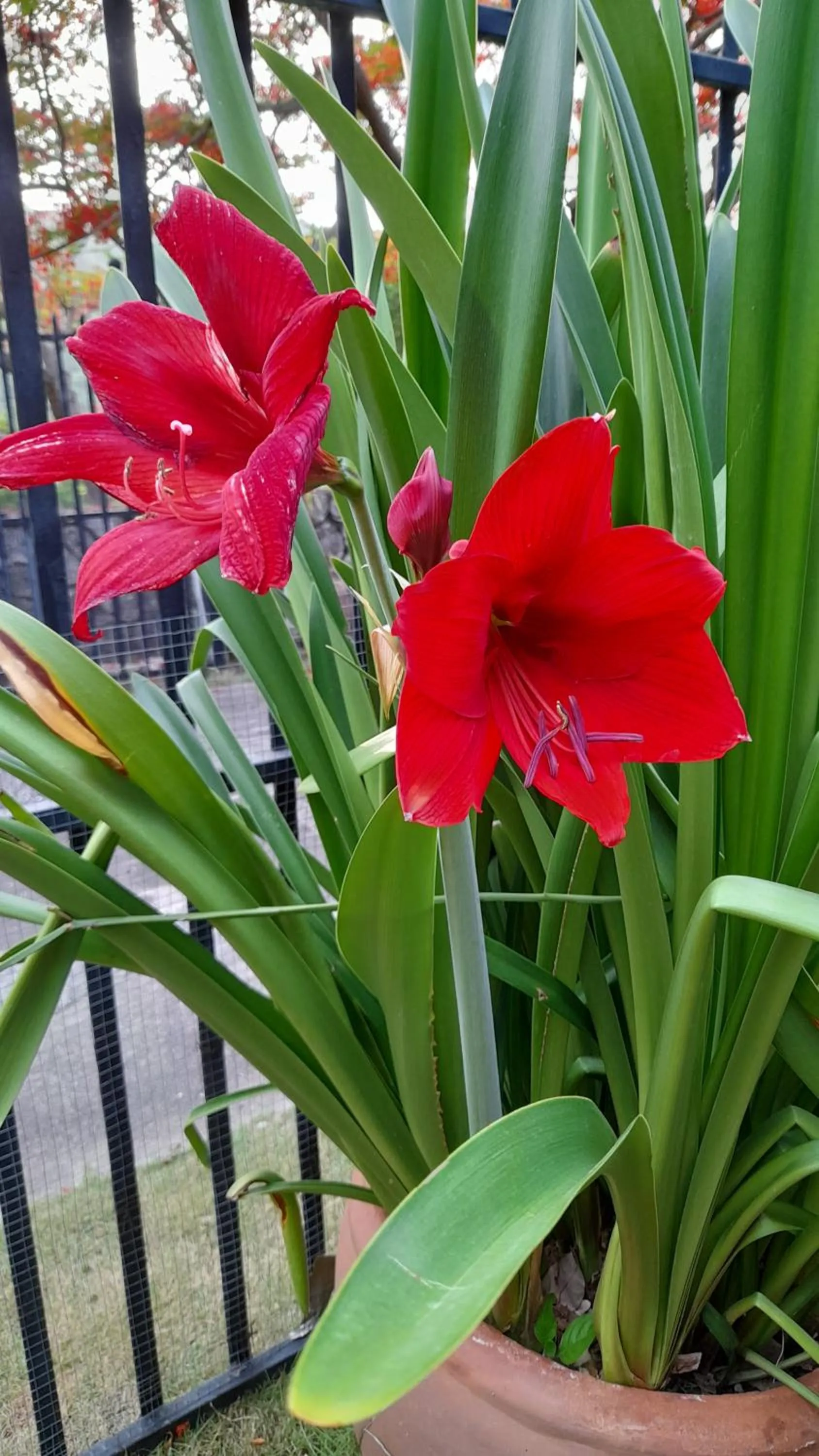Garden in Neita's Nest