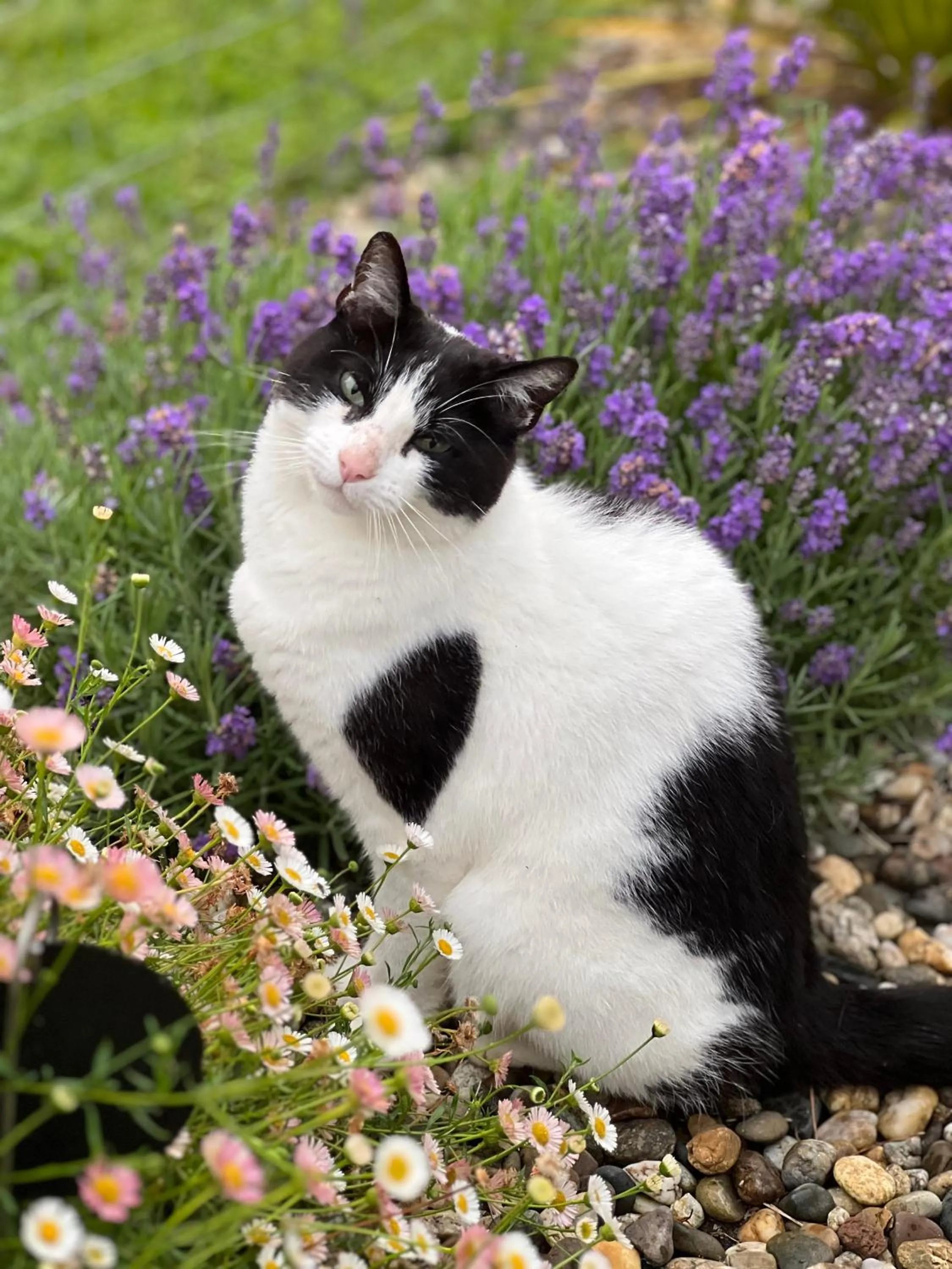 Pets in Ferme des Petites Oreilles 4 étoiles