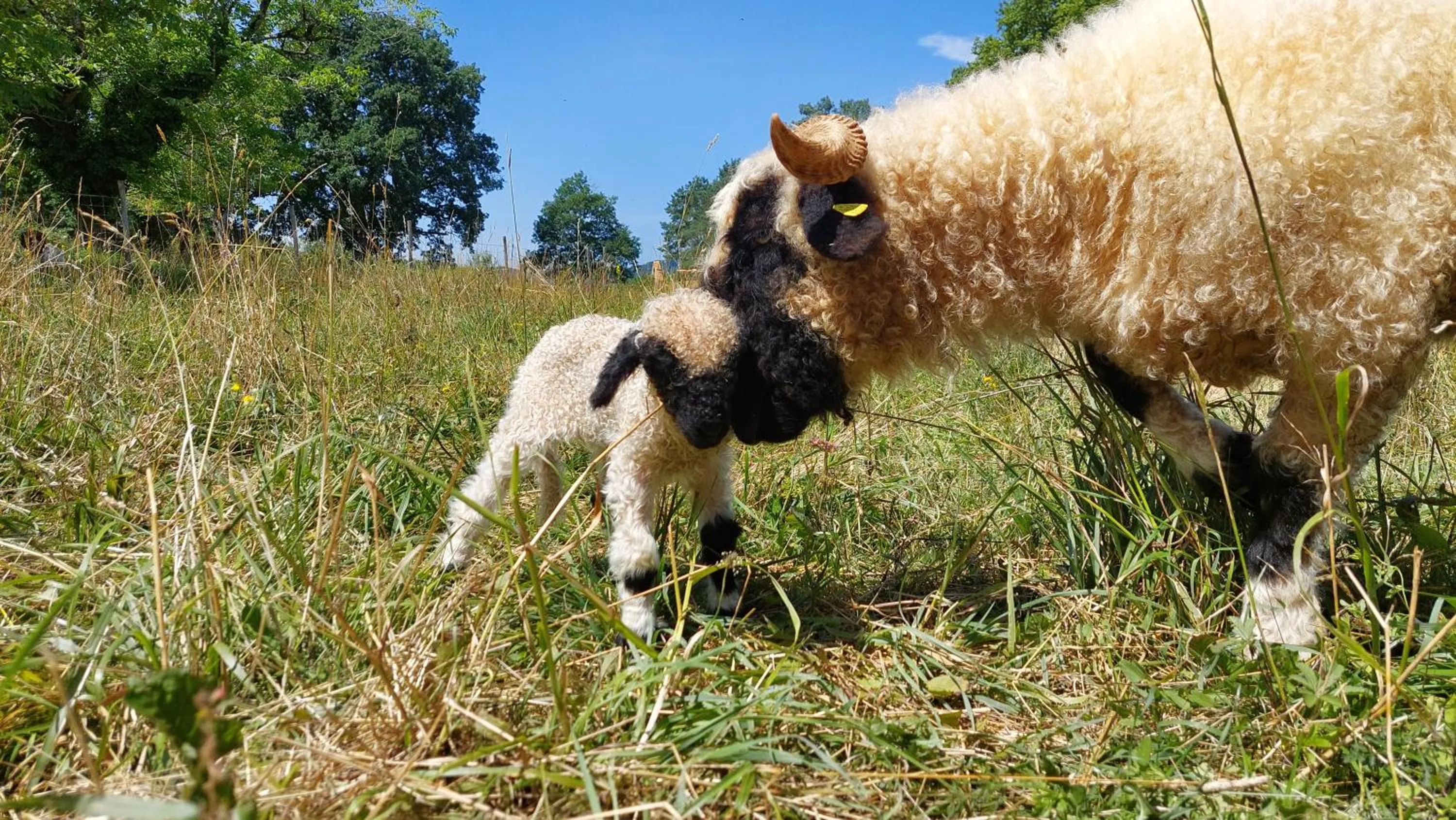 Animals in Ferme des Petites Oreilles 4 étoiles