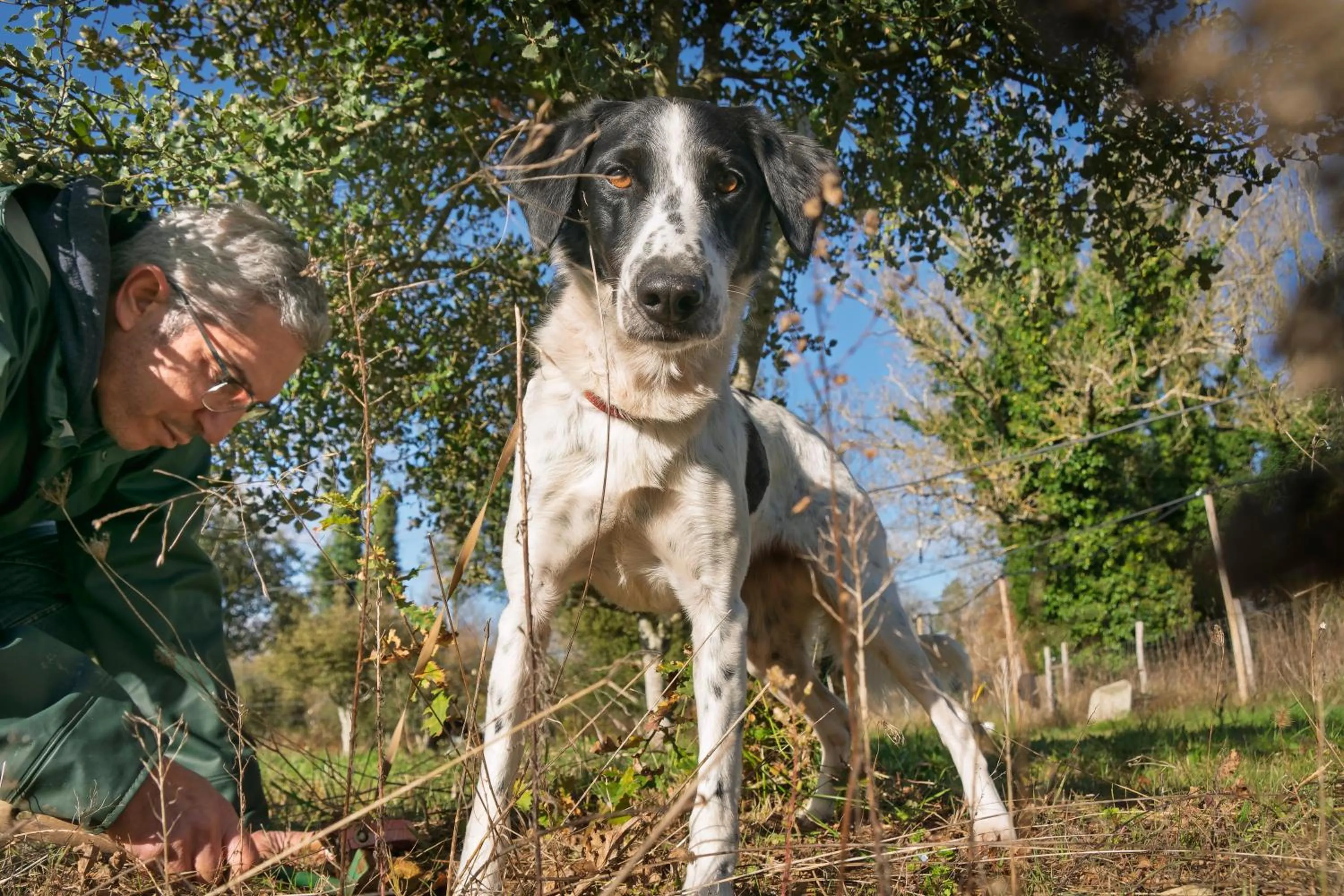 Pets in Ferme des Petites Oreilles 4 étoiles