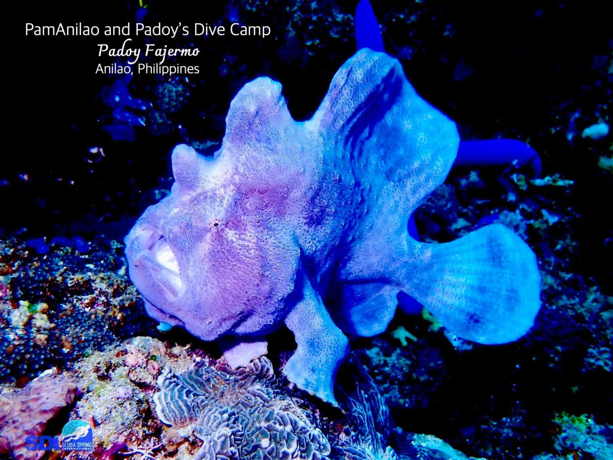 PamAnilao and Padoy's Dive Camp