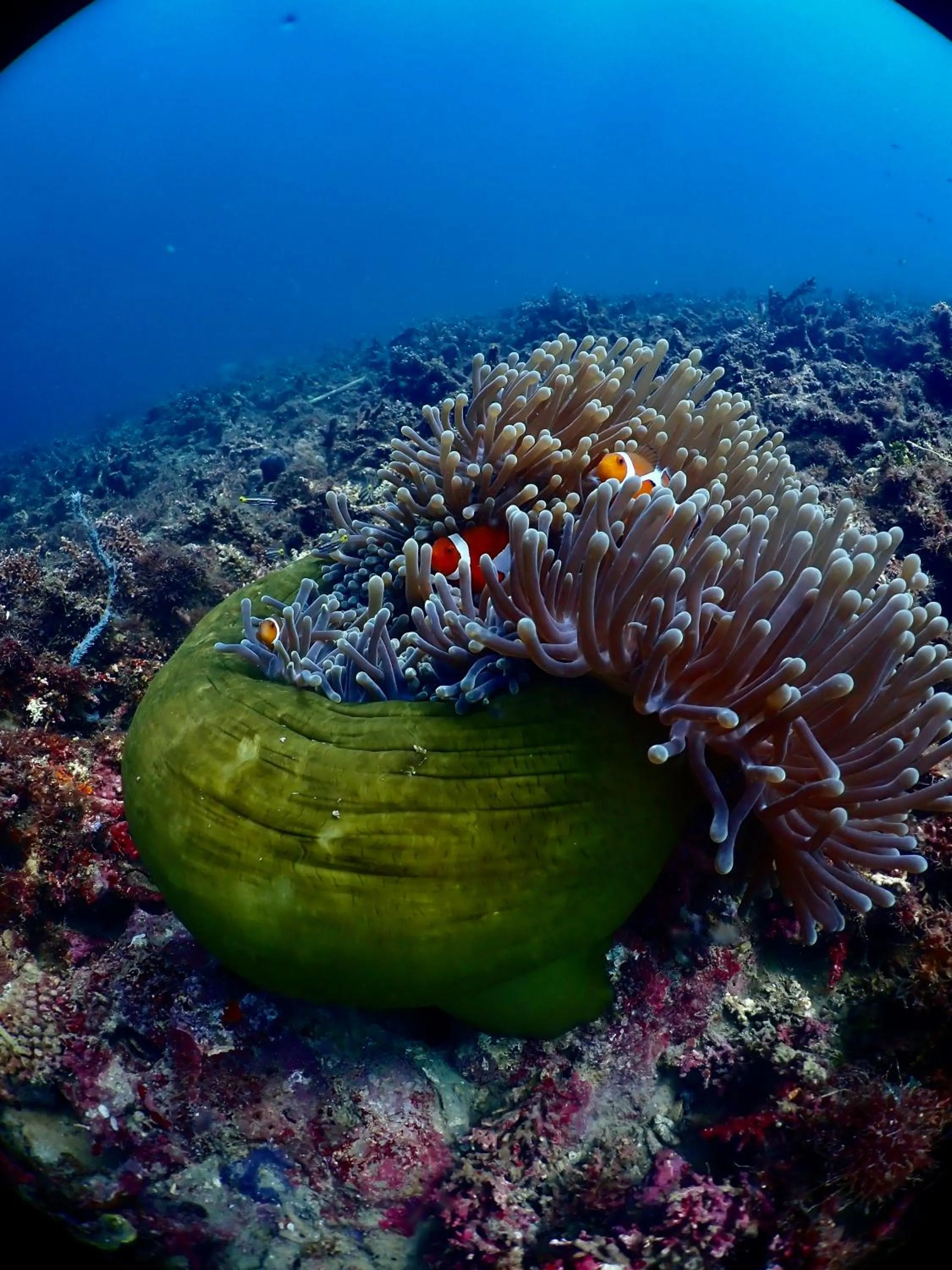 PamAnilao and Padoy's Dive Camp