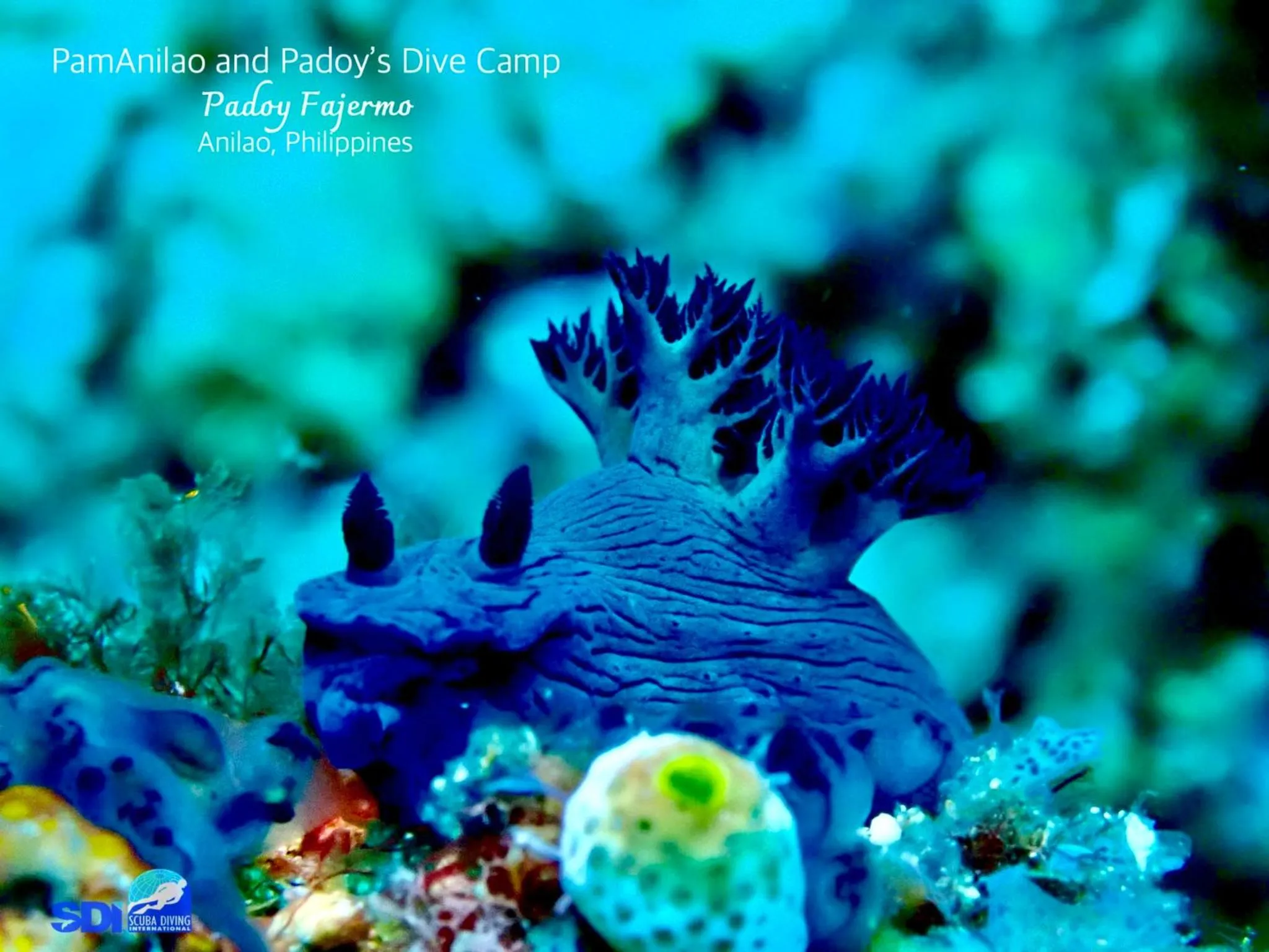 PamAnilao and Padoy's Dive Camp