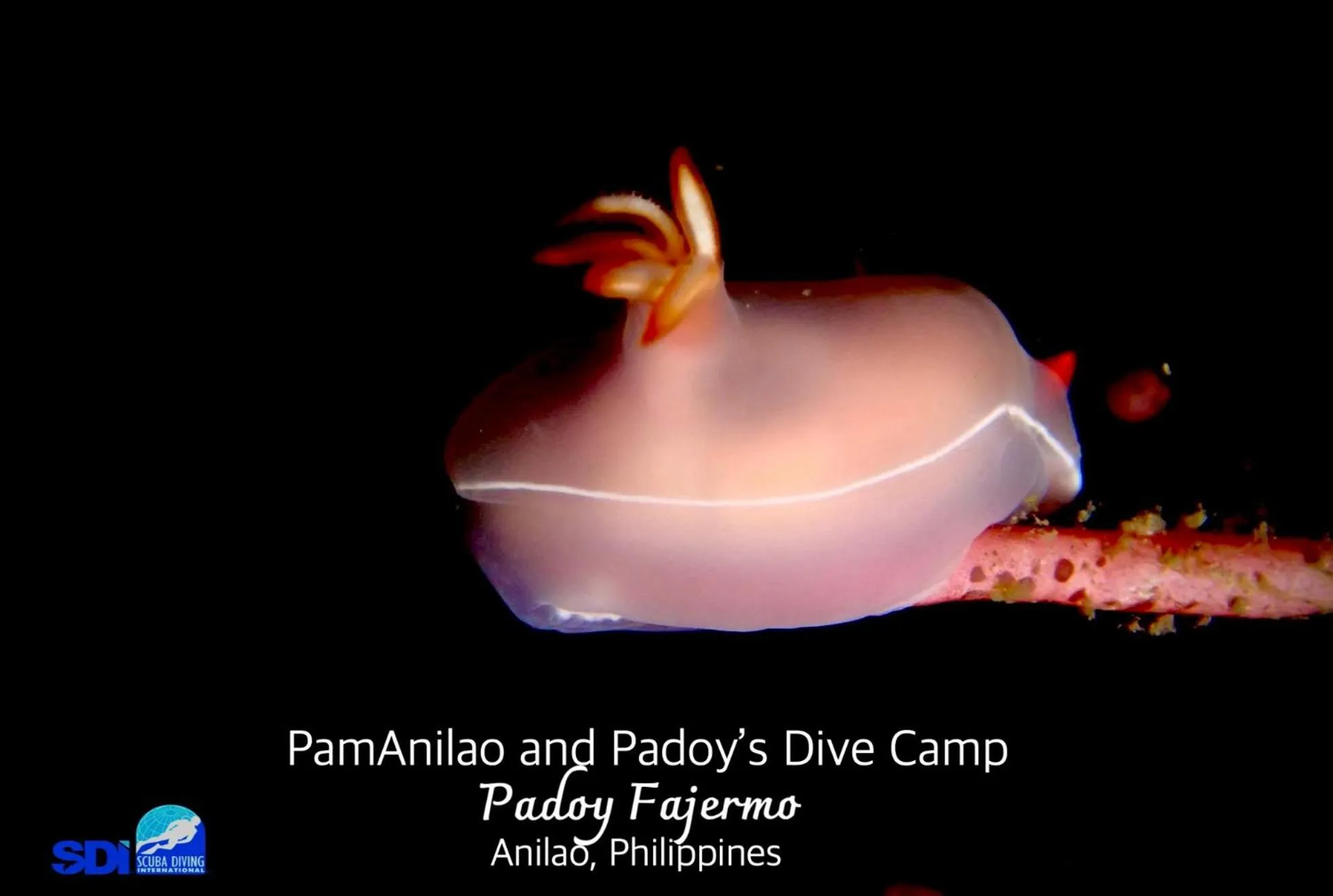 PamAnilao and Padoy's Dive Camp