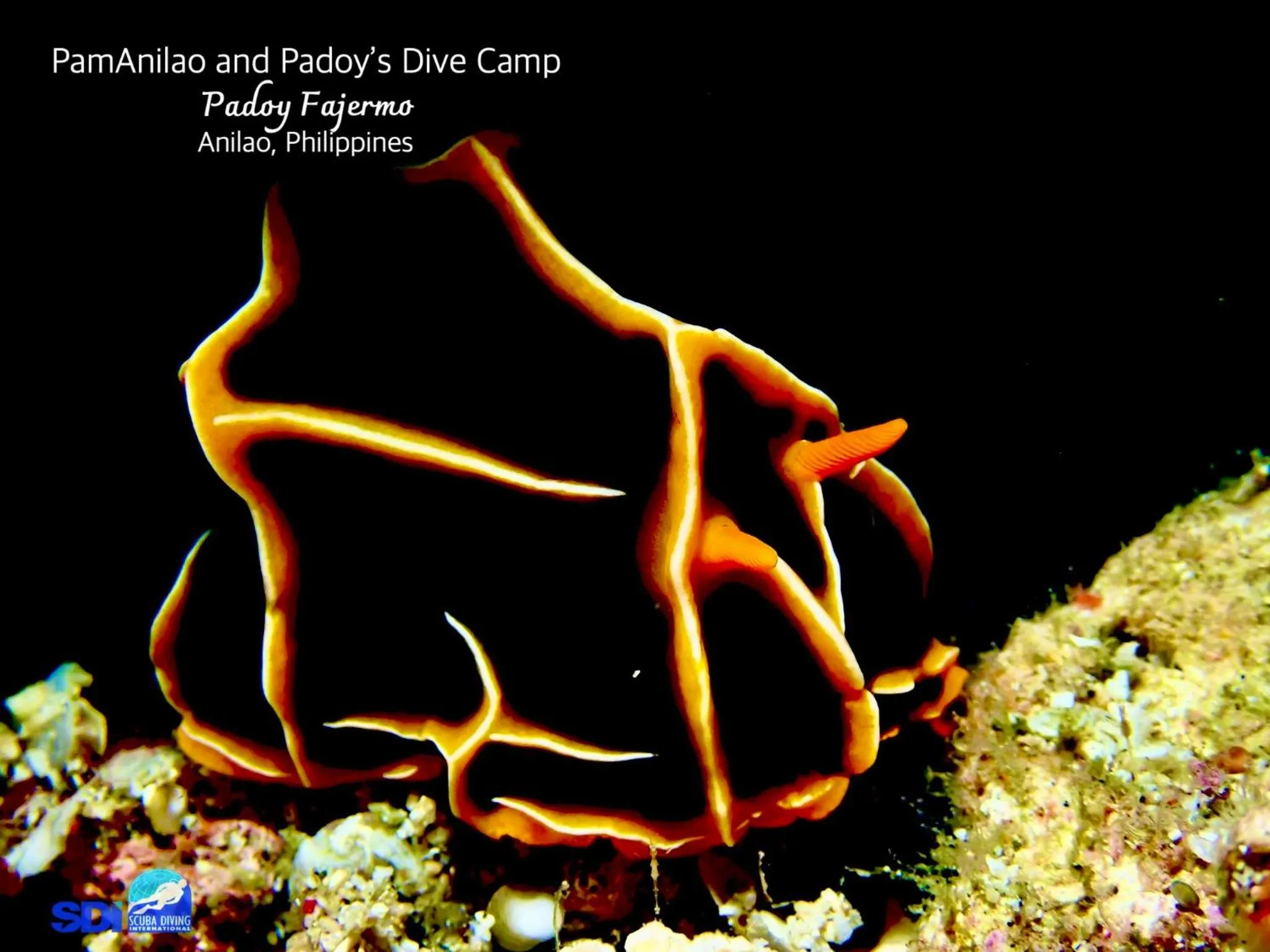 PamAnilao and Padoy's Dive Camp