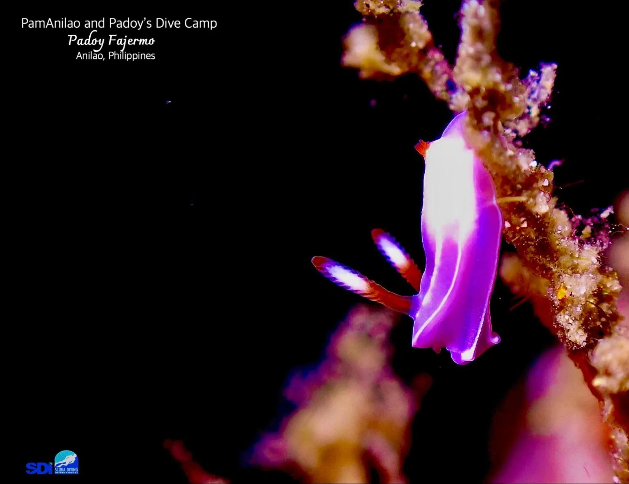 PamAnilao and Padoy's Dive Camp