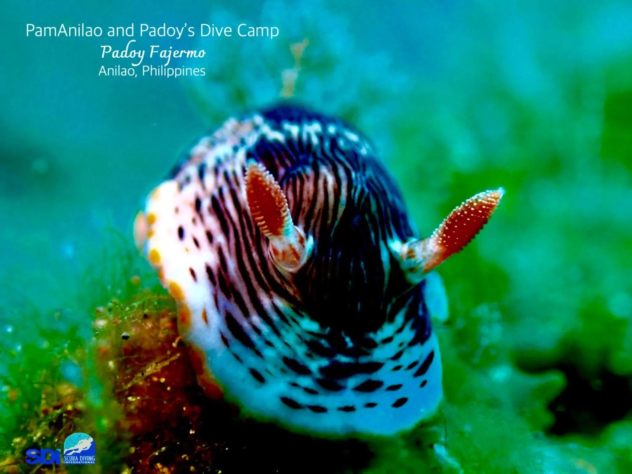 PamAnilao and Padoy's Dive Camp