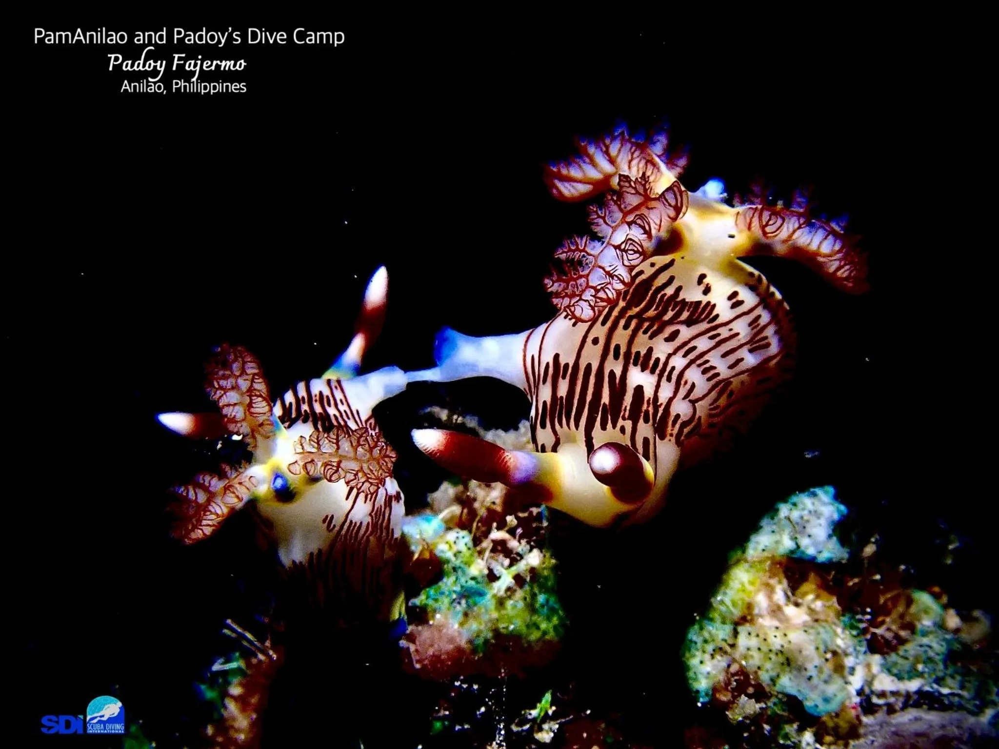 PamAnilao and Padoy's Dive Camp