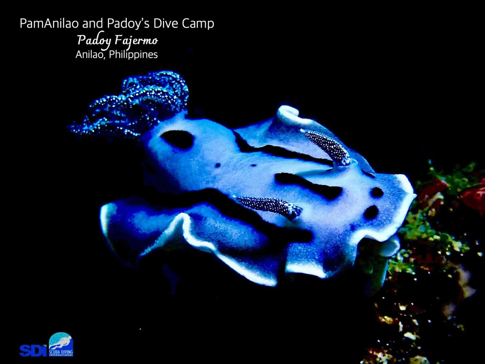 PamAnilao and Padoy's Dive Camp