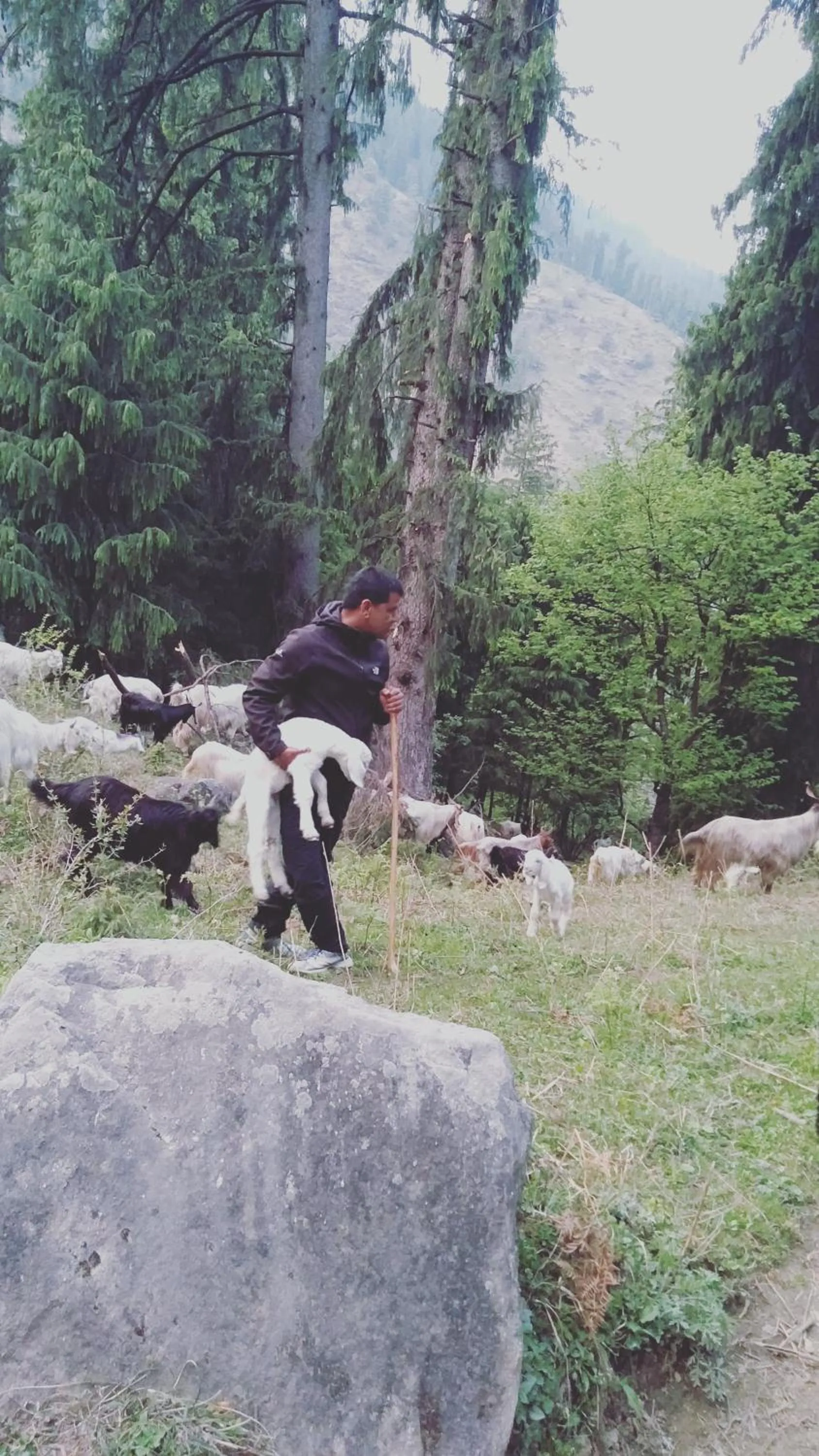 Hiking in MOZO Inn&Cafe Jibhi