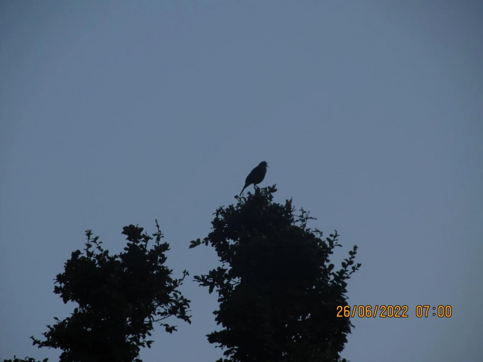 Balcony/Terrace in MOZO Inn&Cafe Jibhi