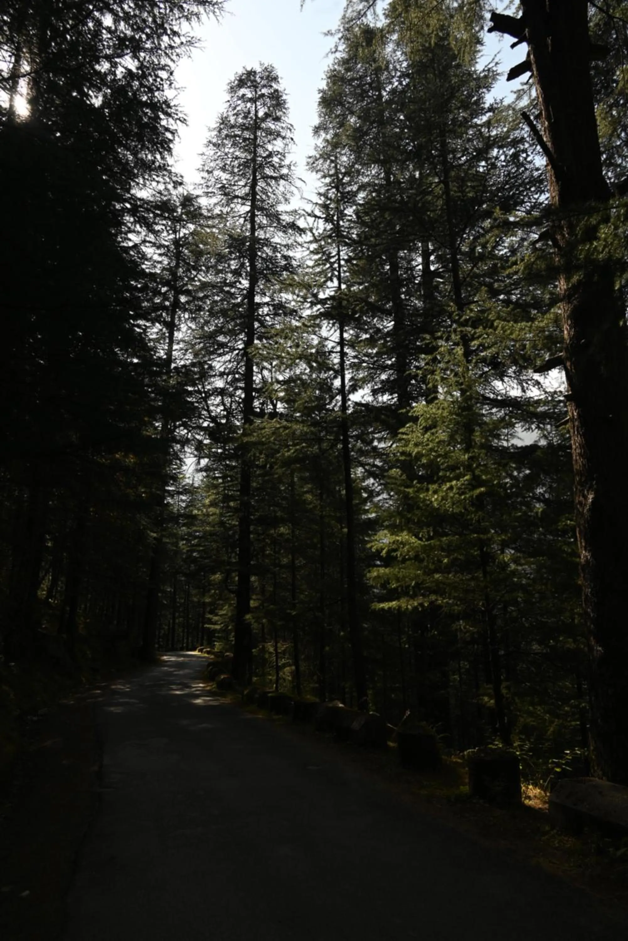 Day in MOZO Inn&Cafe Jibhi