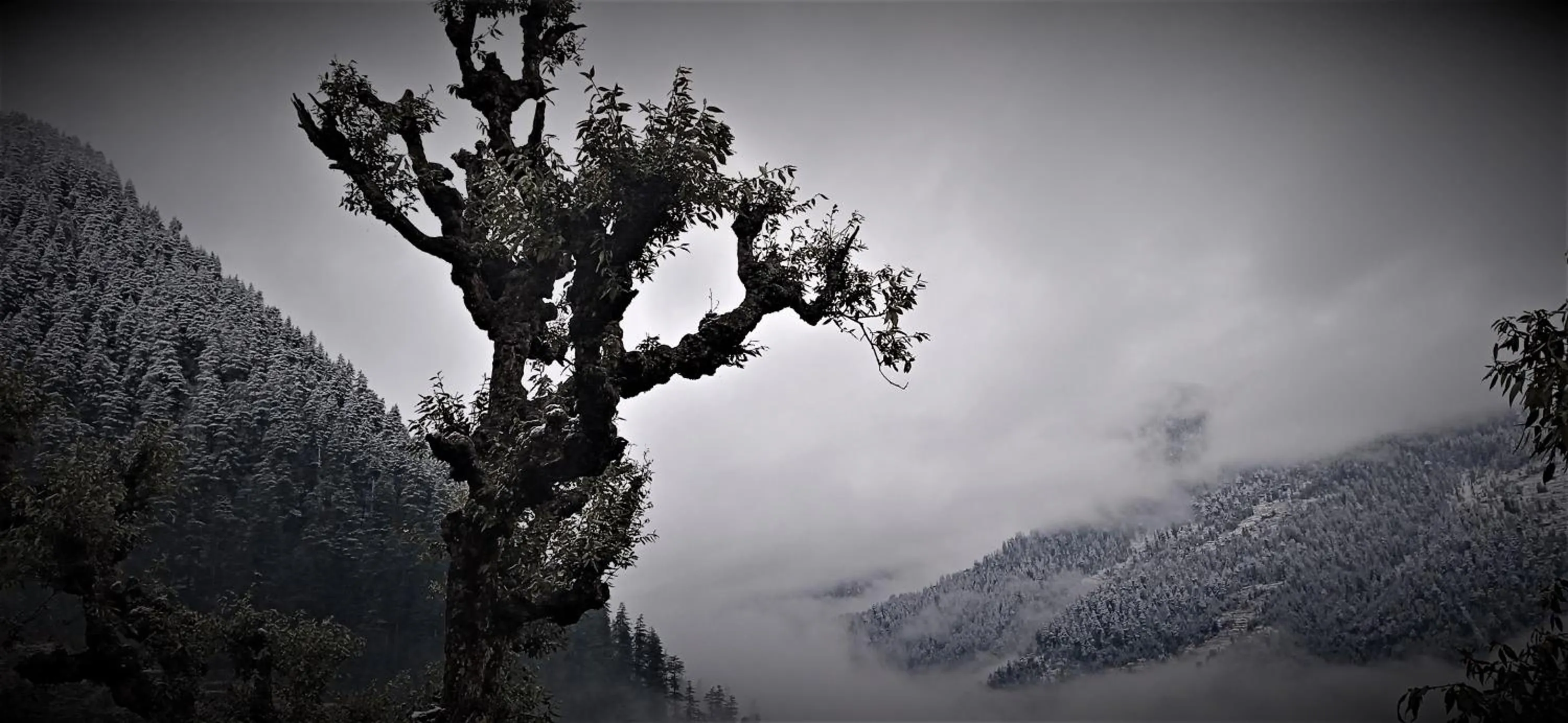 Winter in MOZO Inn&Cafe Jibhi