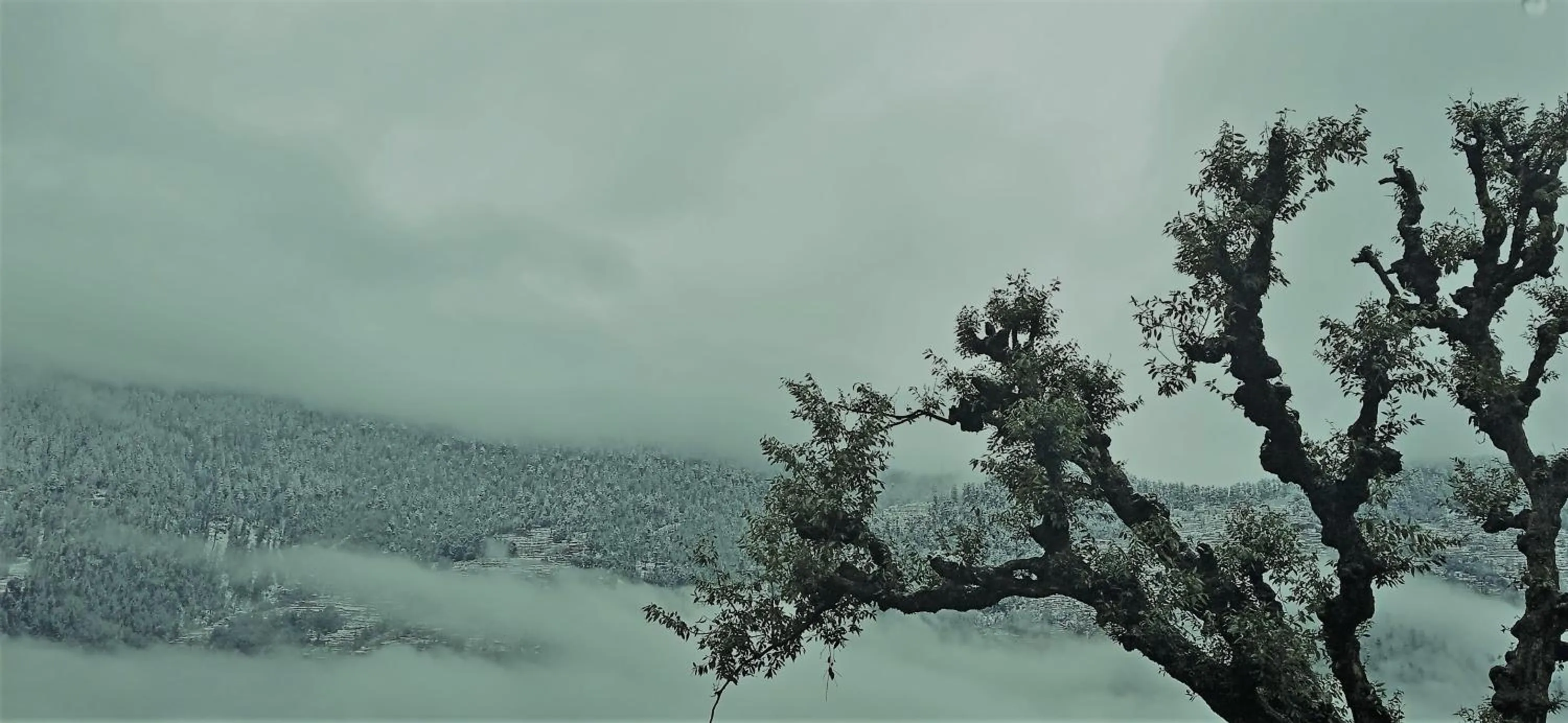 Mountain view in MOZO Inn&Cafe Jibhi