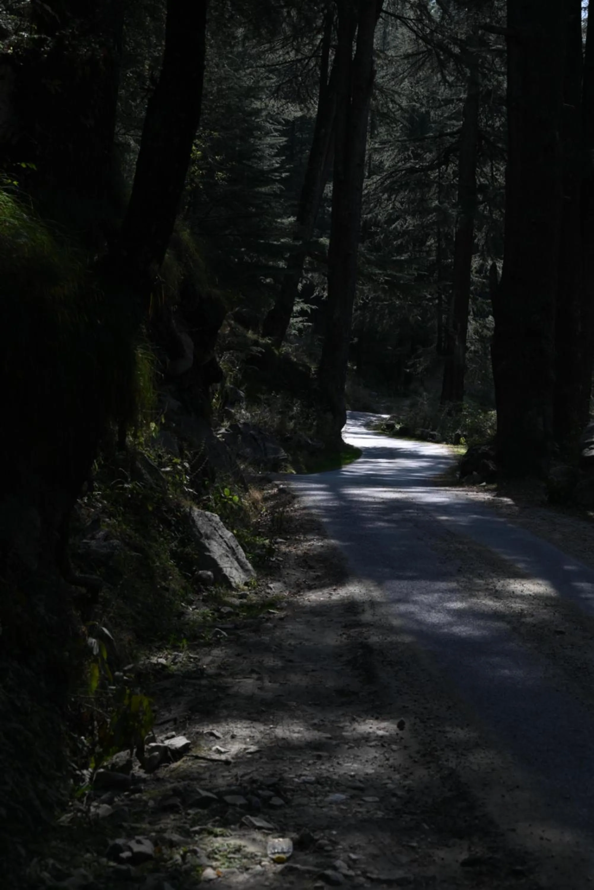 Activities in MOZO Inn&Cafe Jibhi