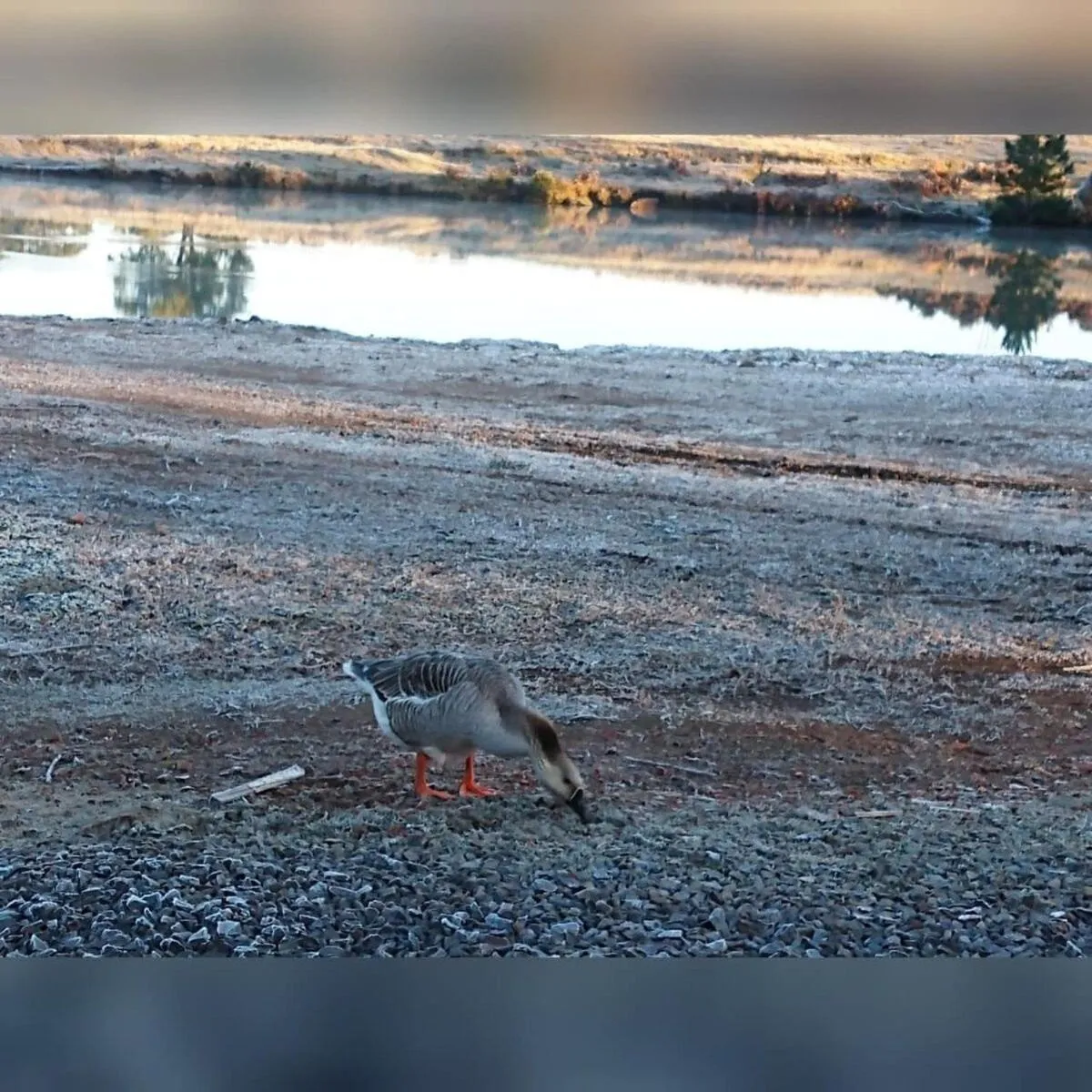 RECANTO DO SINALEIRO GRAMADO