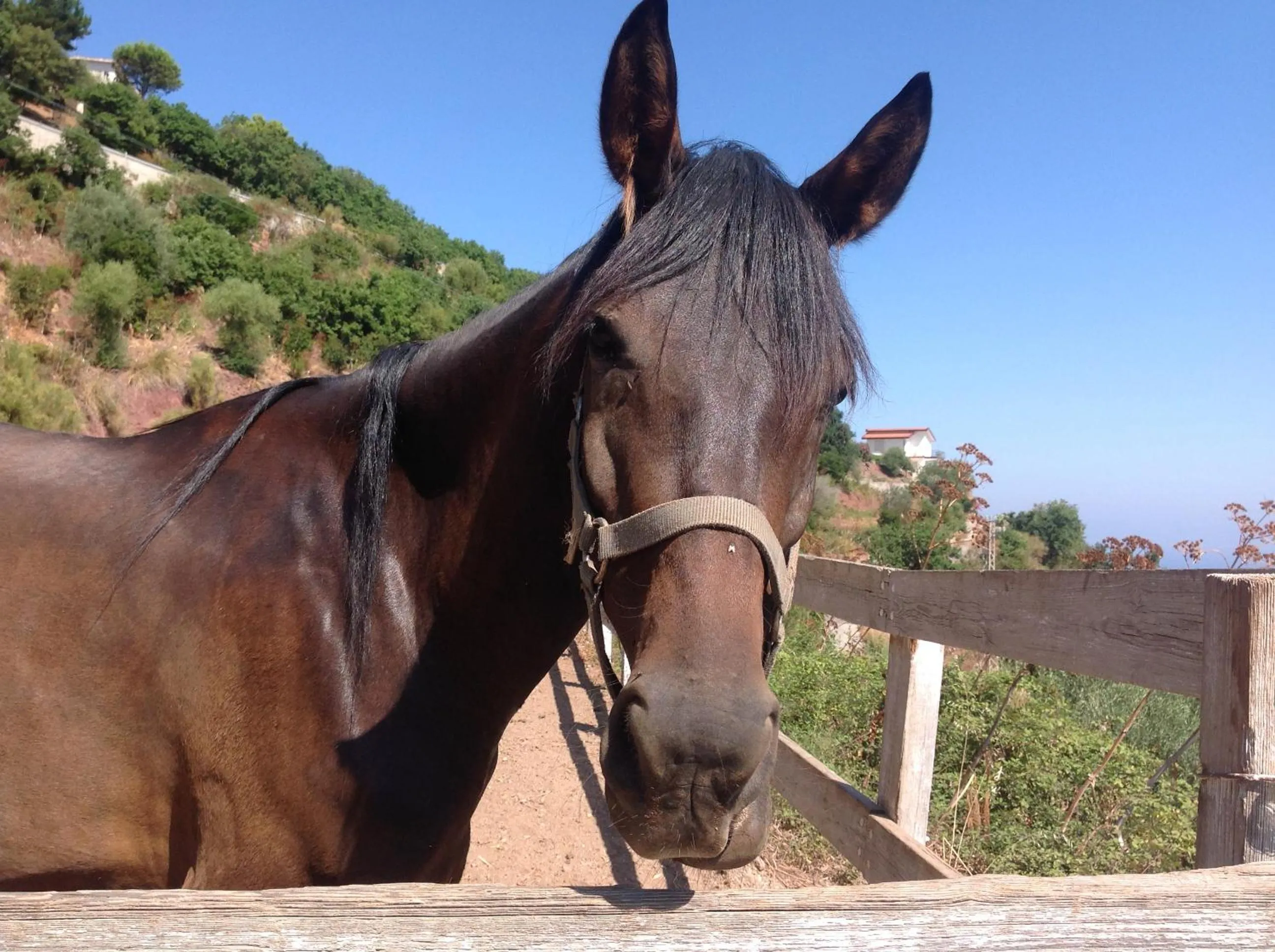 Animals in Agriturismo Santa Margherita