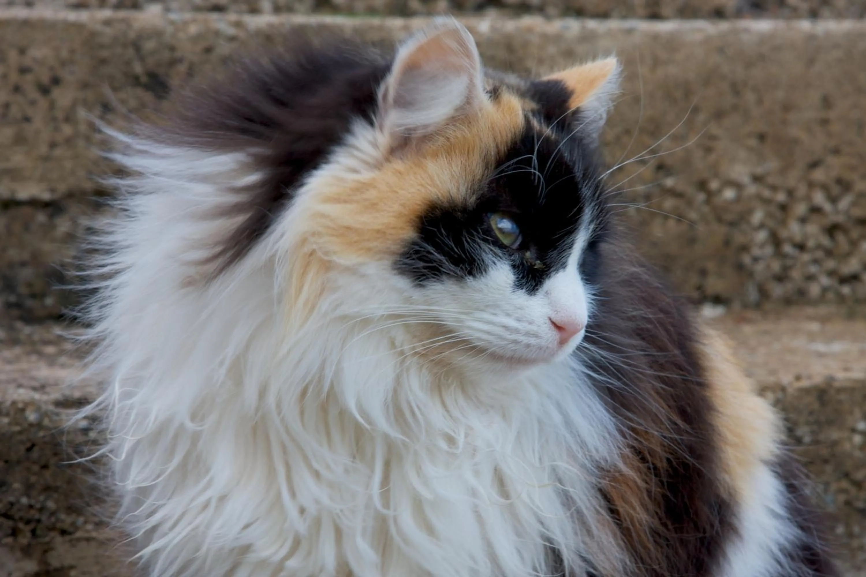 Animals in Agriturismo Santa Margherita