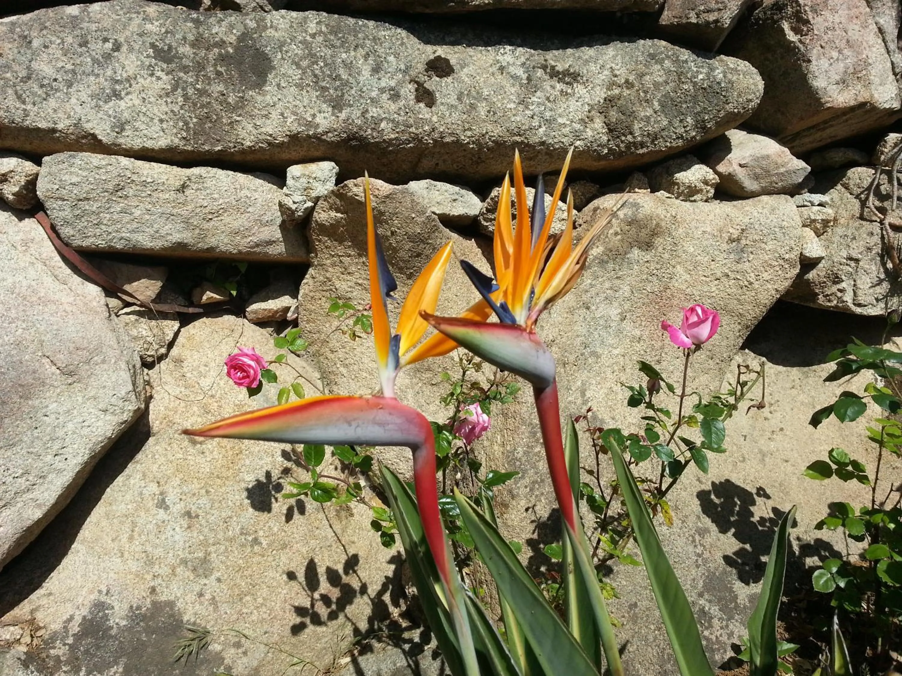 Garden in Hotel San Trano