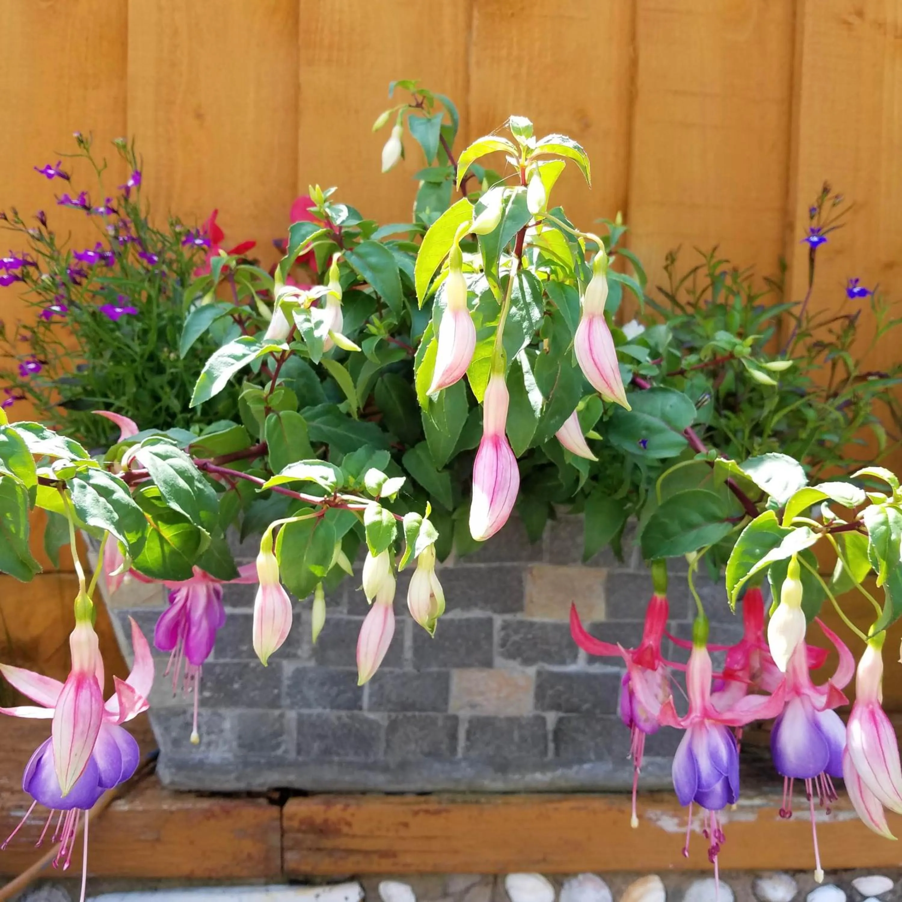 Garden in Eden's Rest Bed and Breakfast