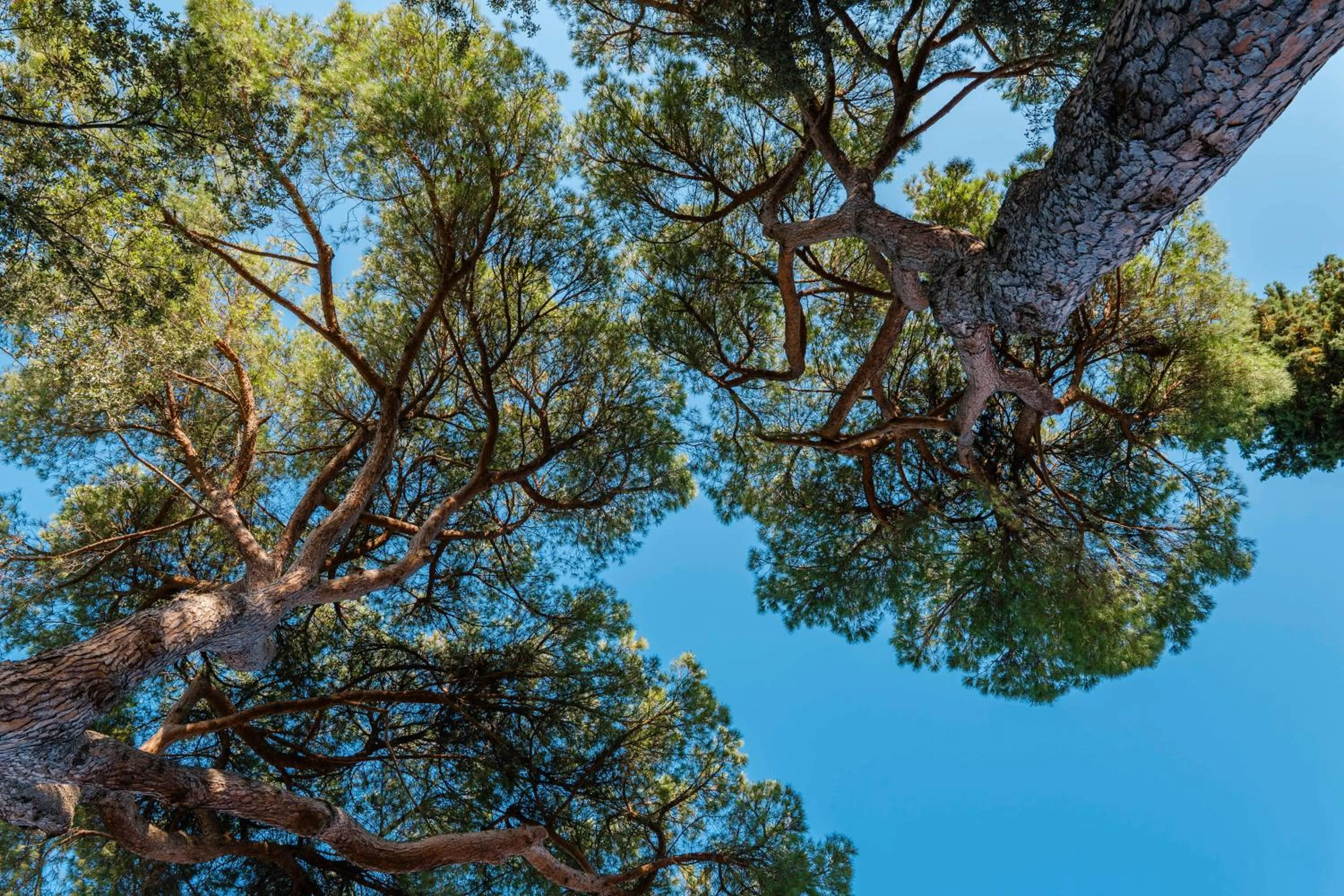 Garden in Villasanpaolo Resort & Spa