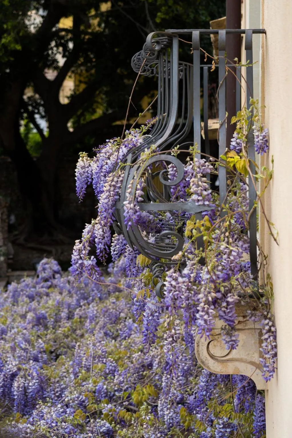 Hotel Villa Carlotta