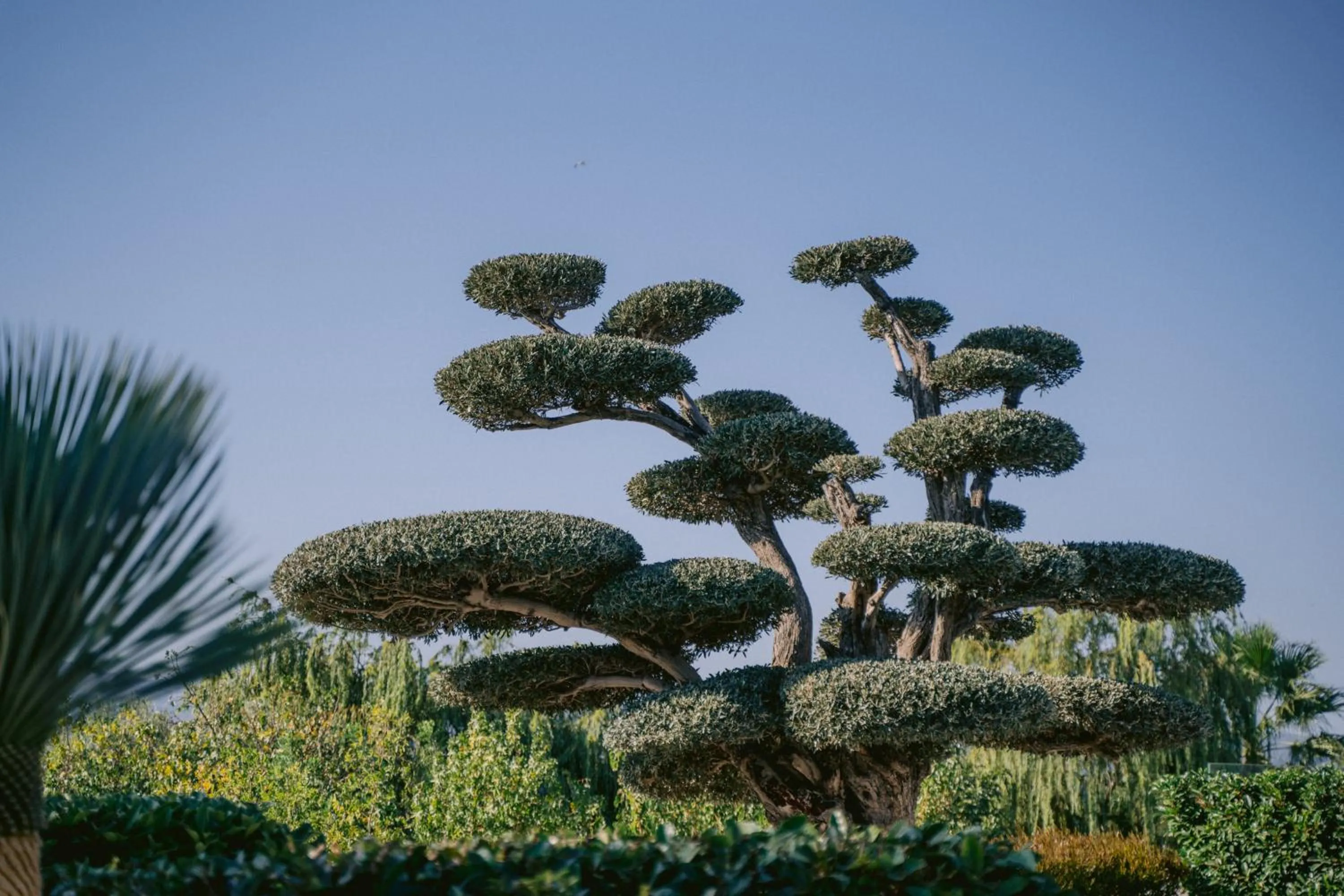 Garden in Hiddenbay Teos Hotel