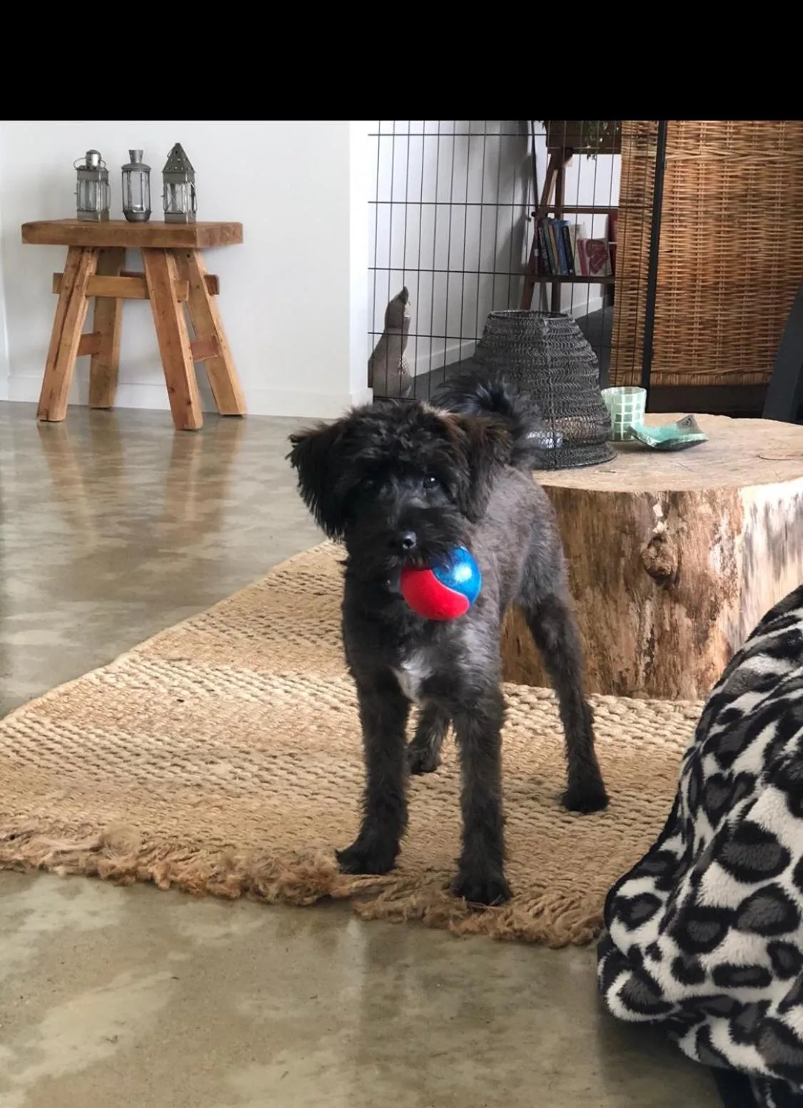 Pets in Cosy Country Stay B&B