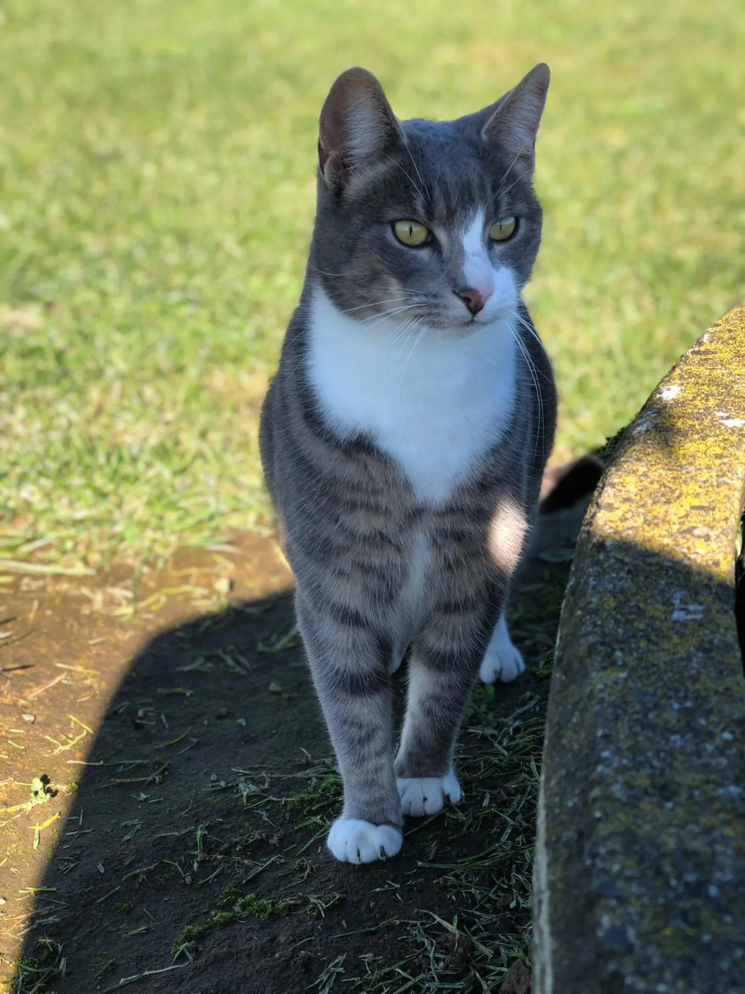 Pets in Cosy Country Stay B&B