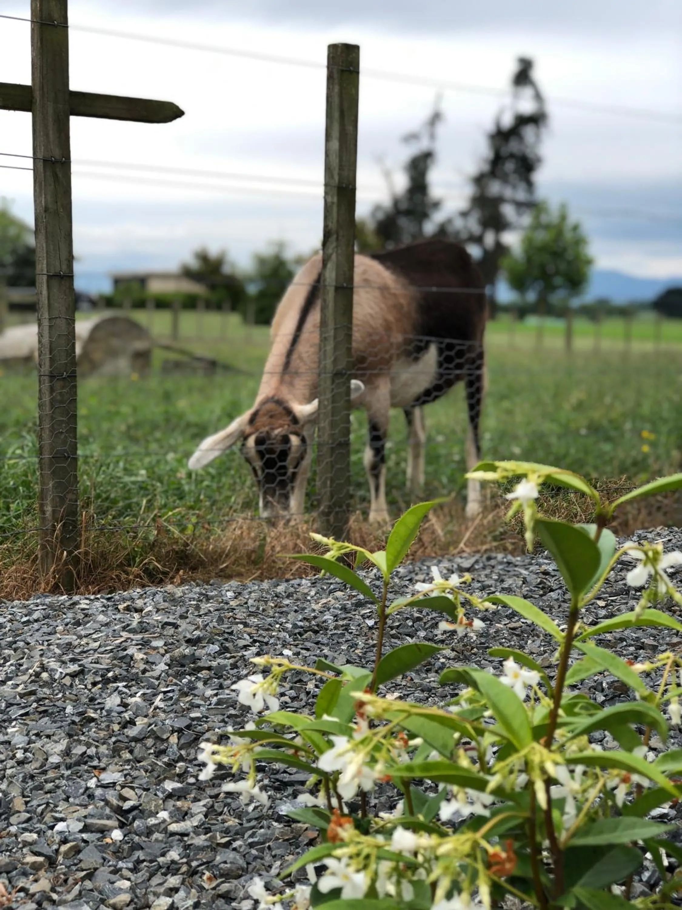 Animals in Cosy Country Stay B&B