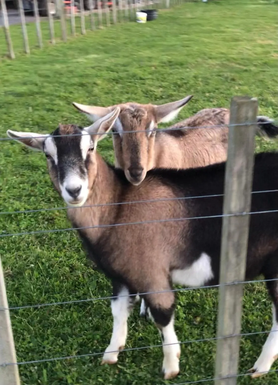Animals in Cosy Country Stay B&B