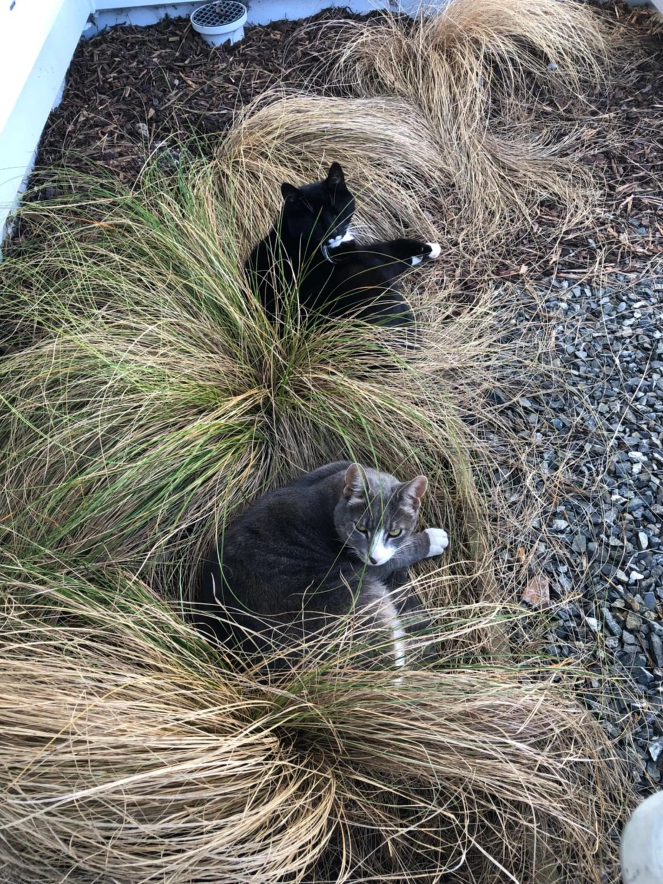 Pets in Cosy Country Stay B&B