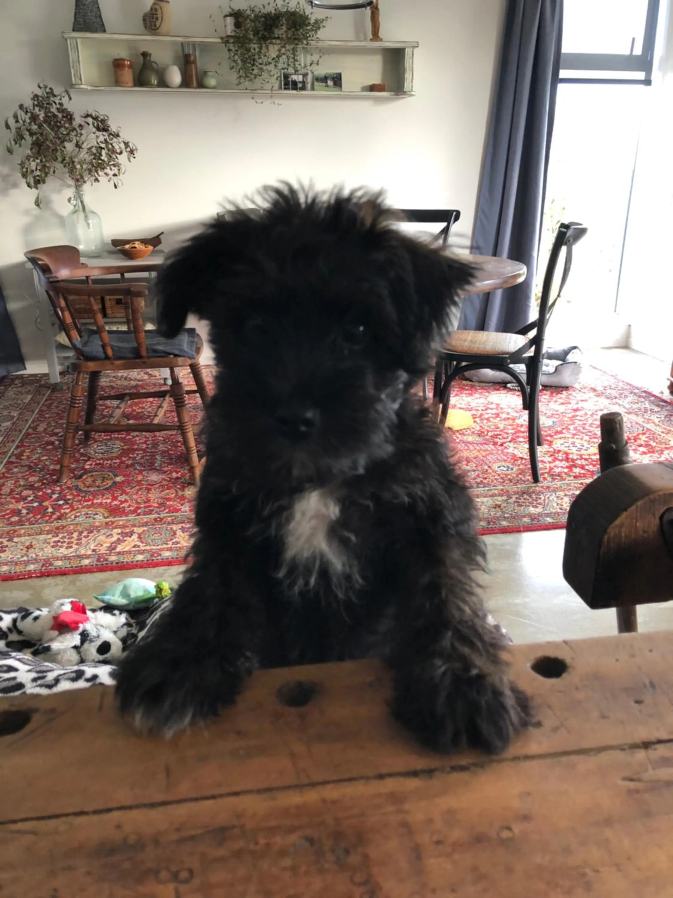 Pets in Cosy Country Stay B&B