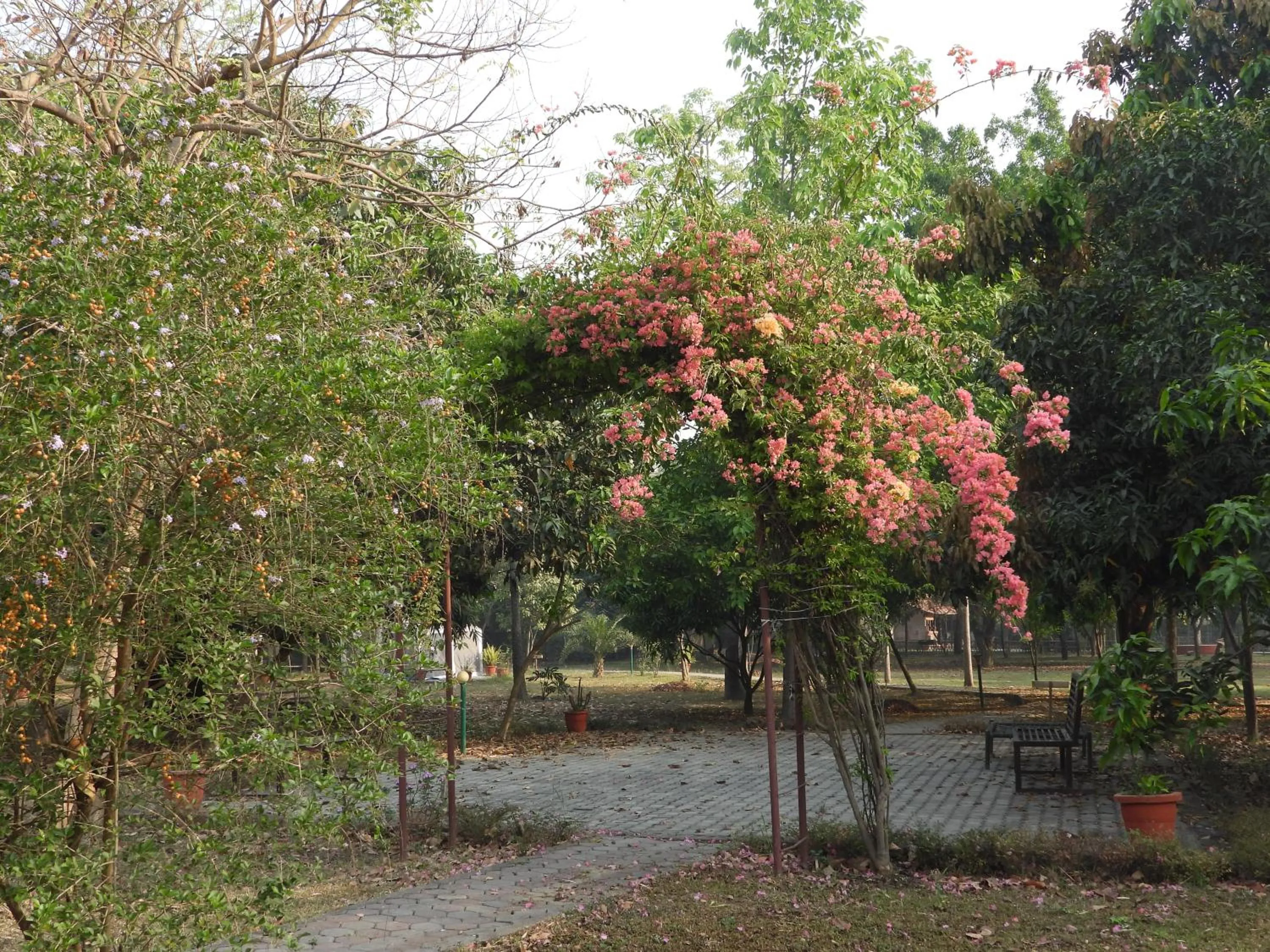 Garden in Lumbini Buddha Garden Resort