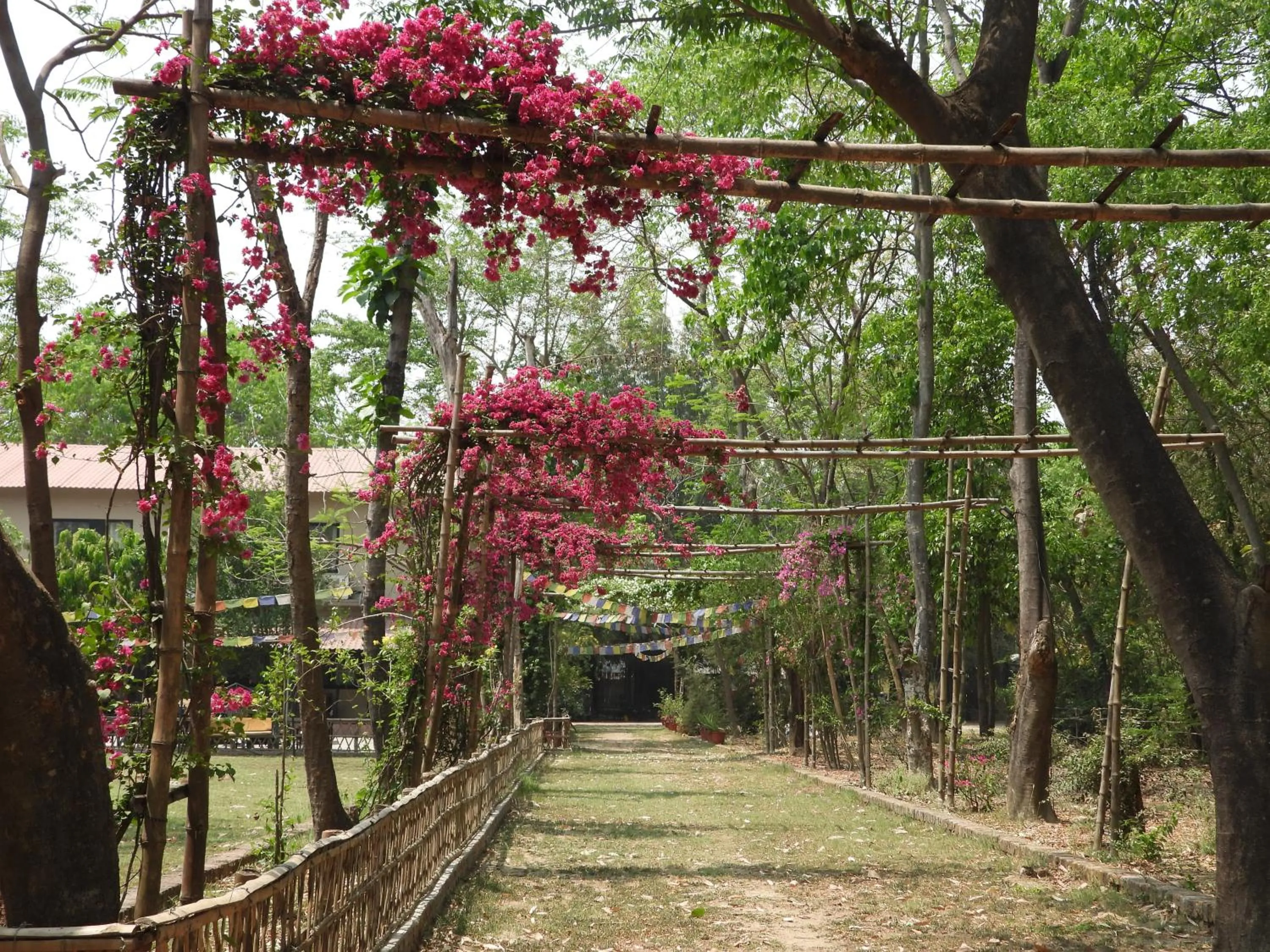 Garden in Lumbini Buddha Garden Resort