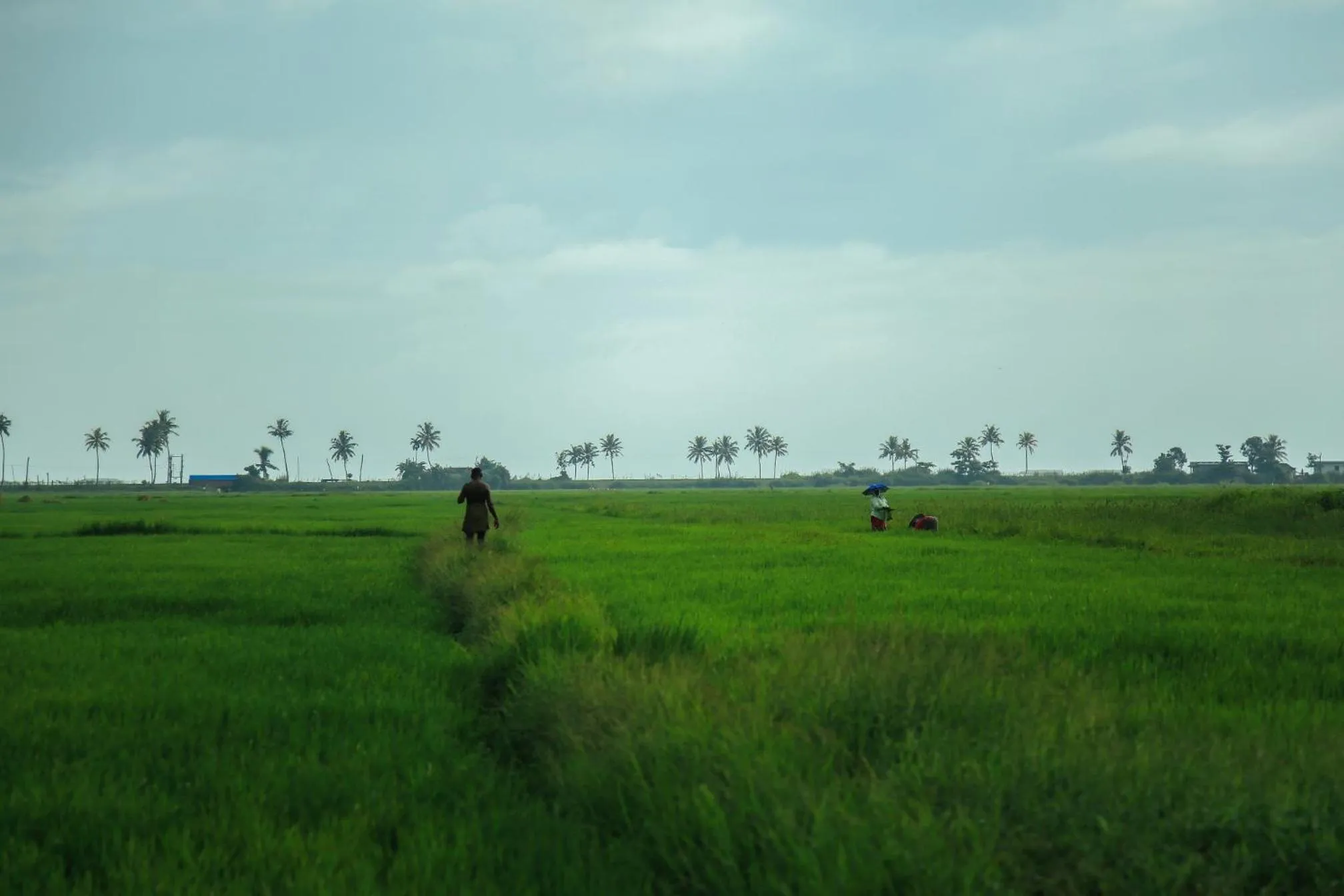 Natural landscape in Palmgrove Lake Resort