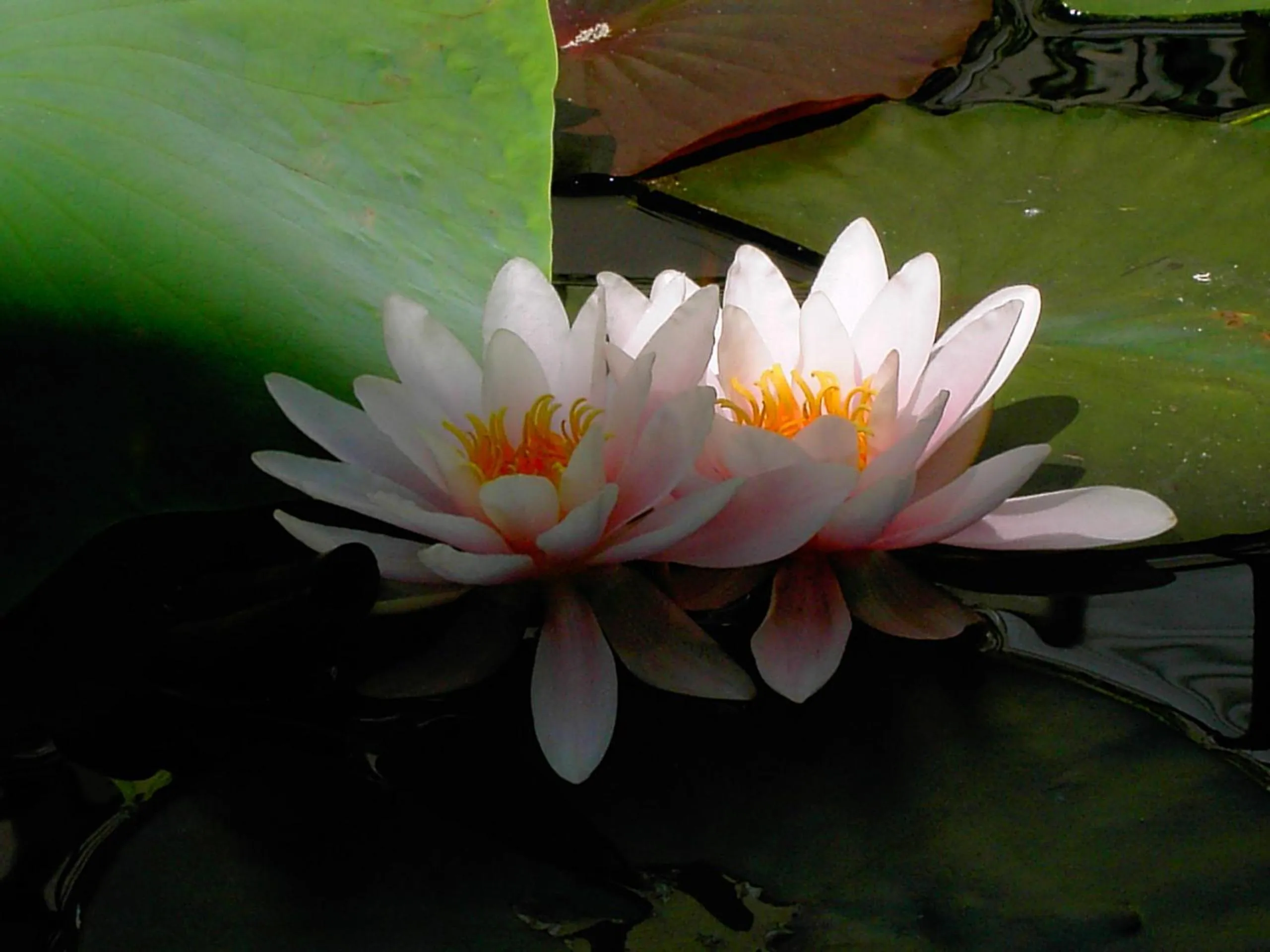 Other in Accademia Hotel