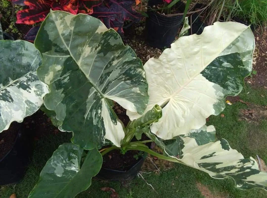 Payag n' Kapitan, Experience pinubre living