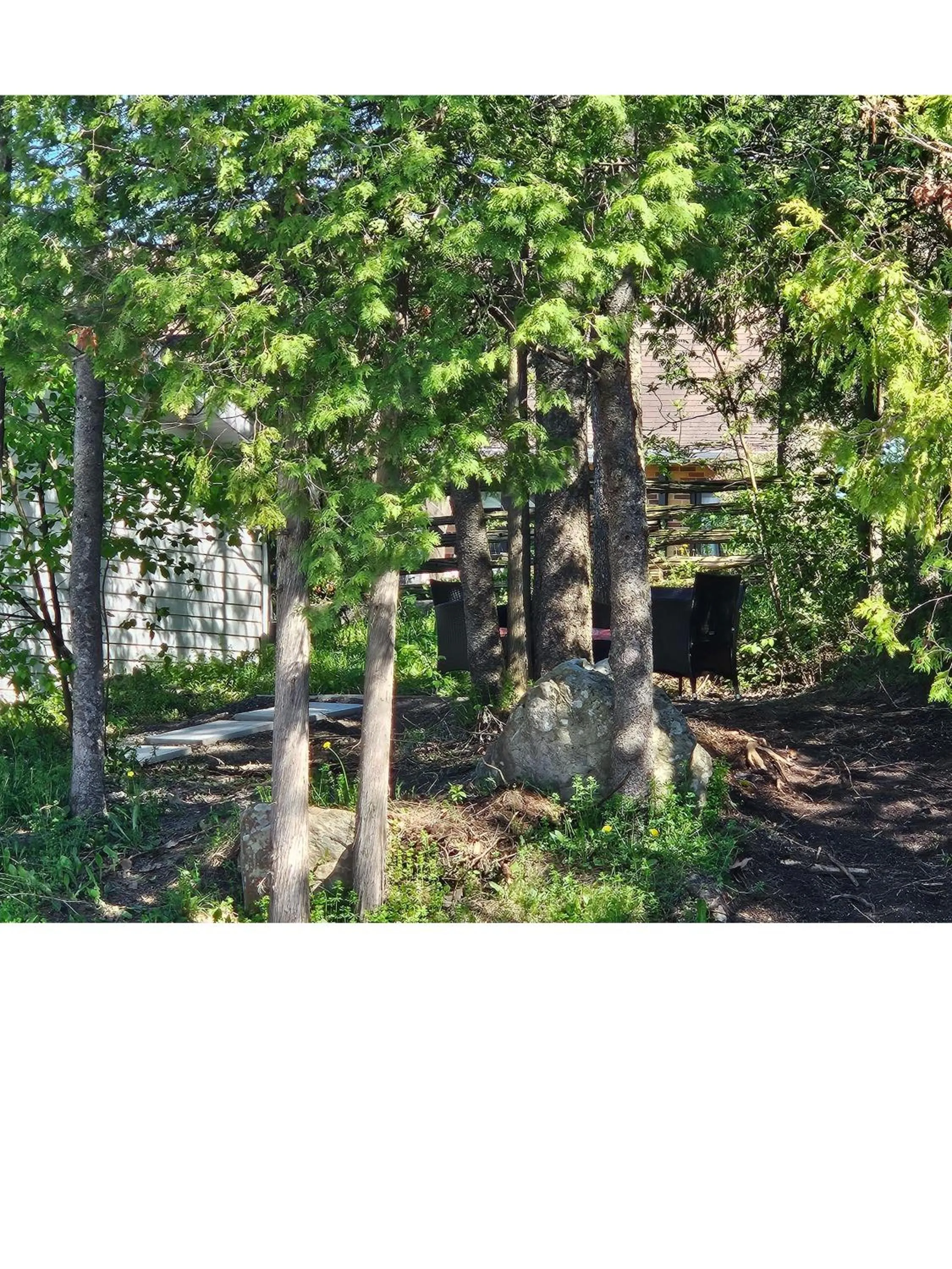 Garden in hôtel Fleurs Karaïbes