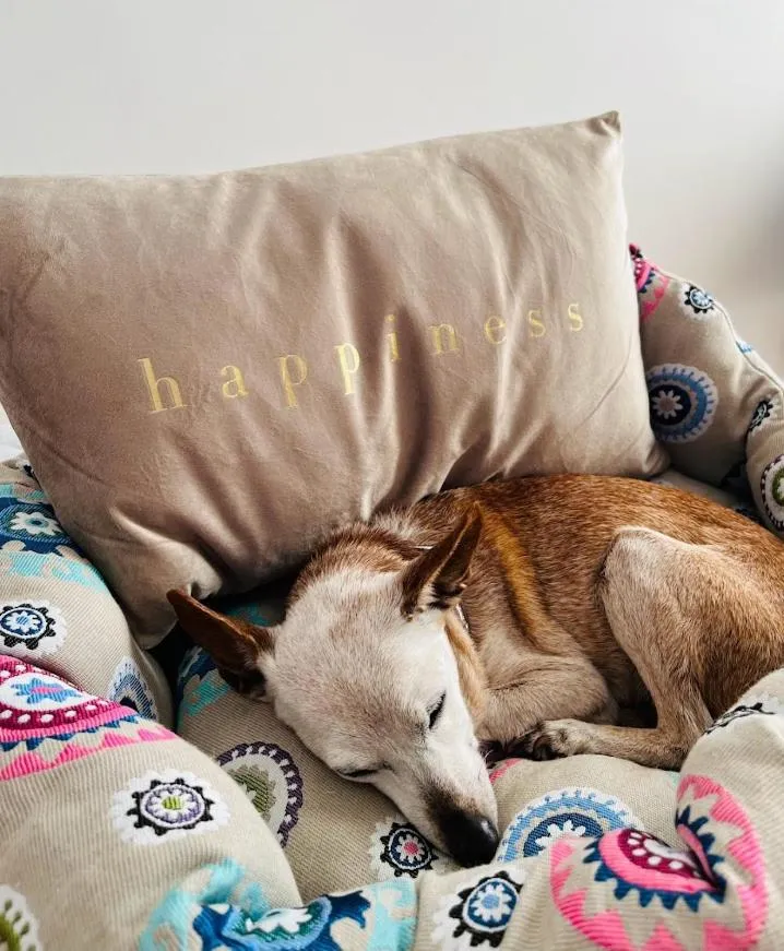 Pets in Aura Living Hotel