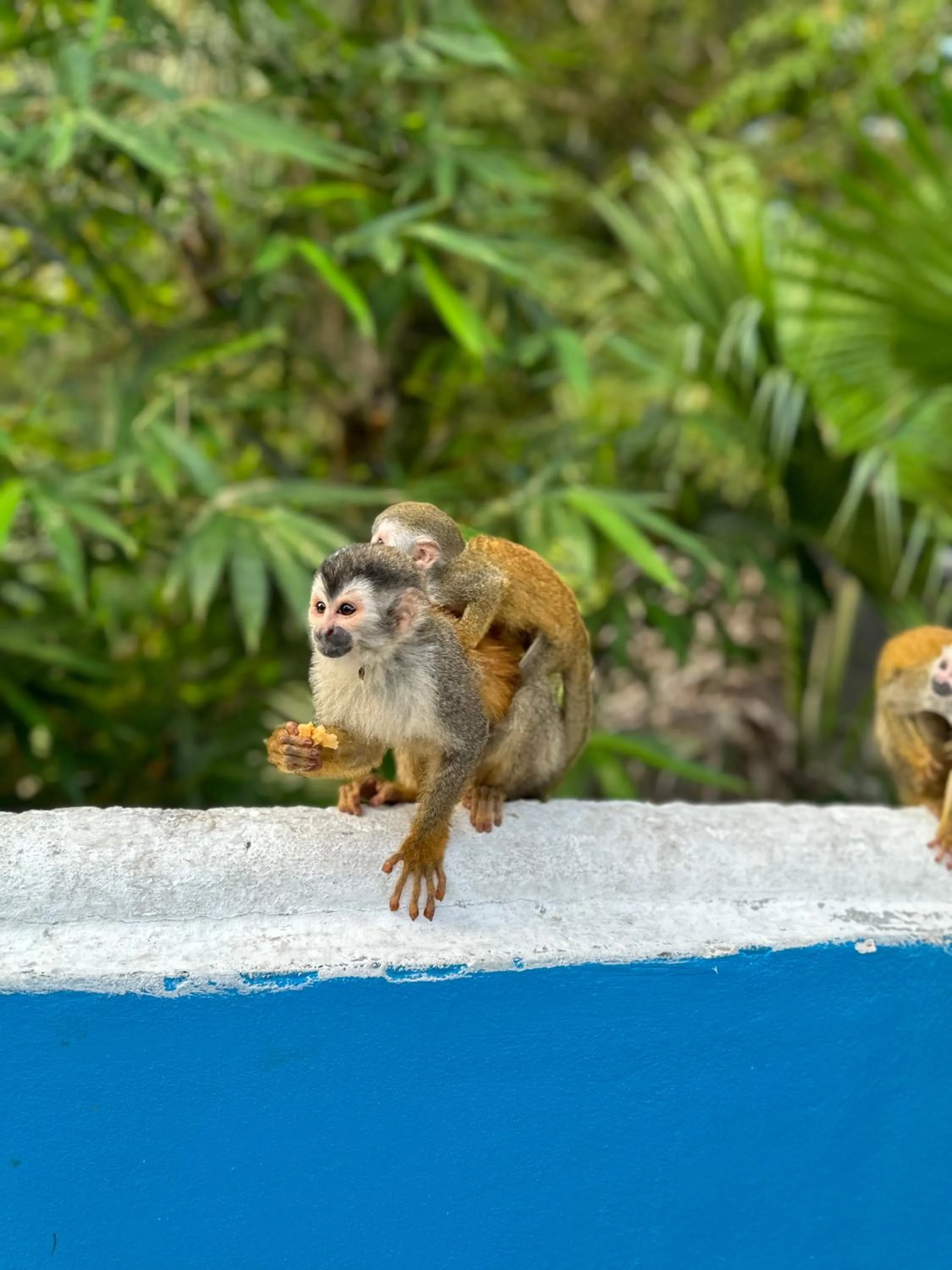 Animals in Hospedaje Colibri