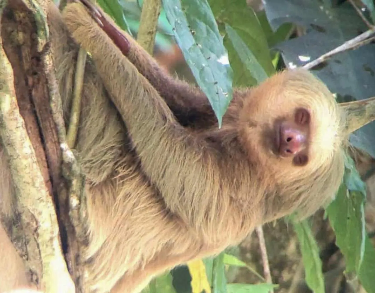 Animals in Hospedaje Colibri