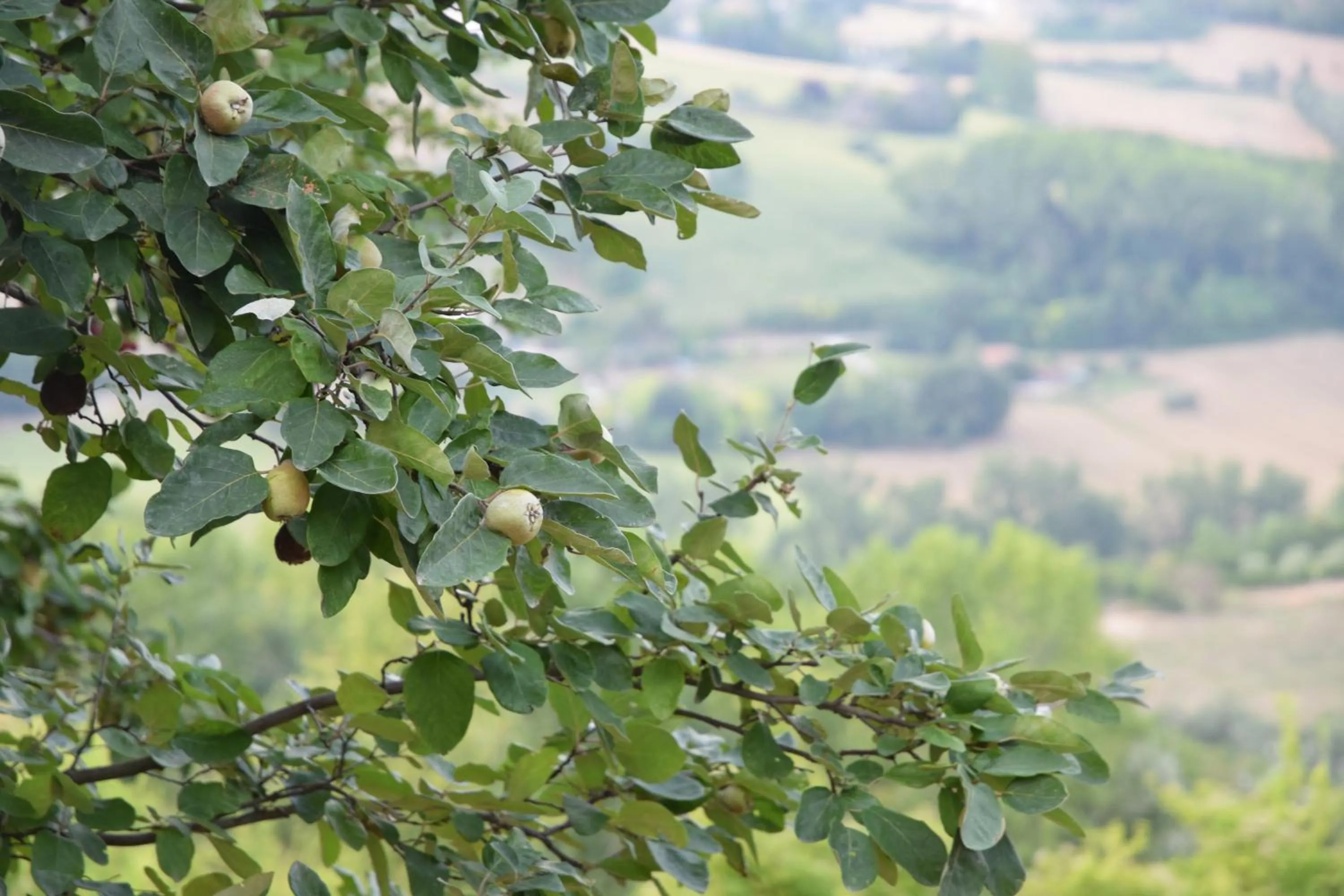 Garden in Casale di Maro